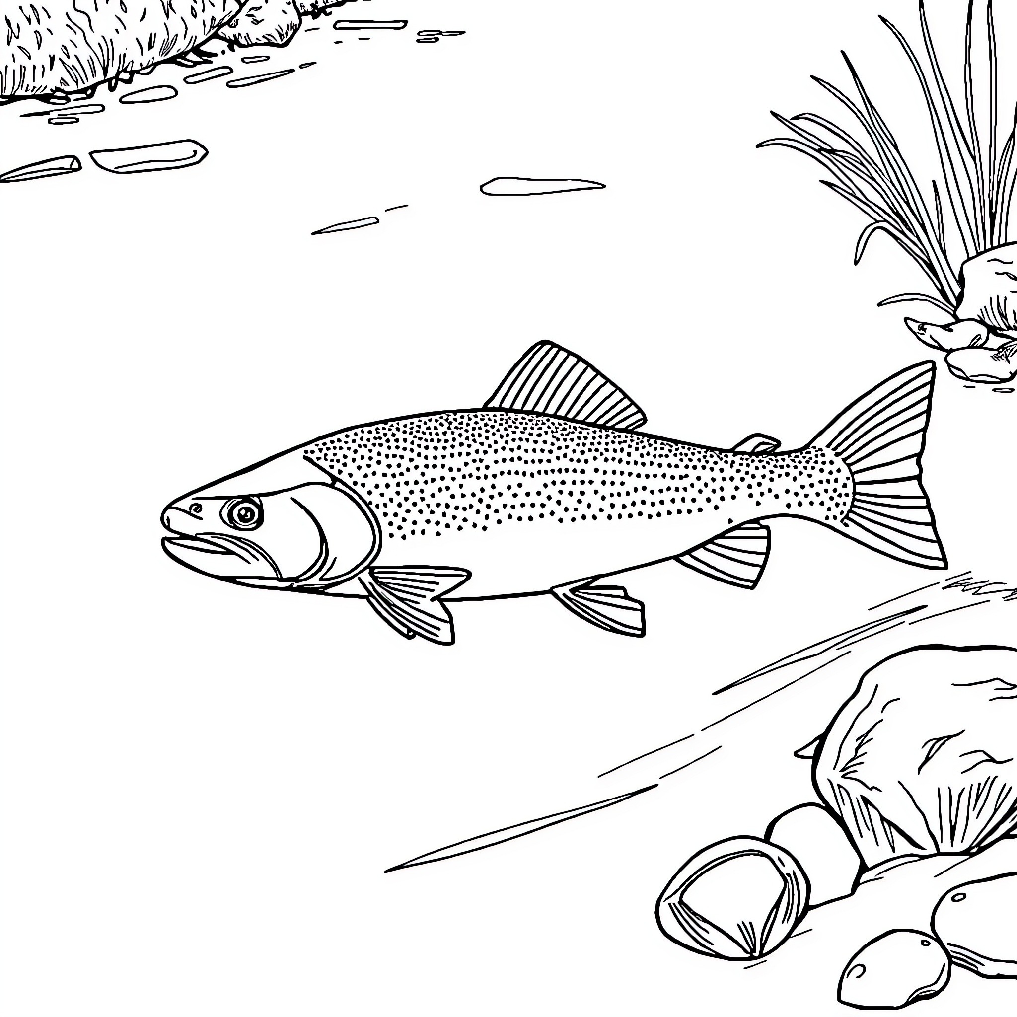Trout swimming in the stream Coloring Page (free black-and-white line drawing printable PDF for all, from beginners to advanced learners, including children, teens, adults, and seniors)