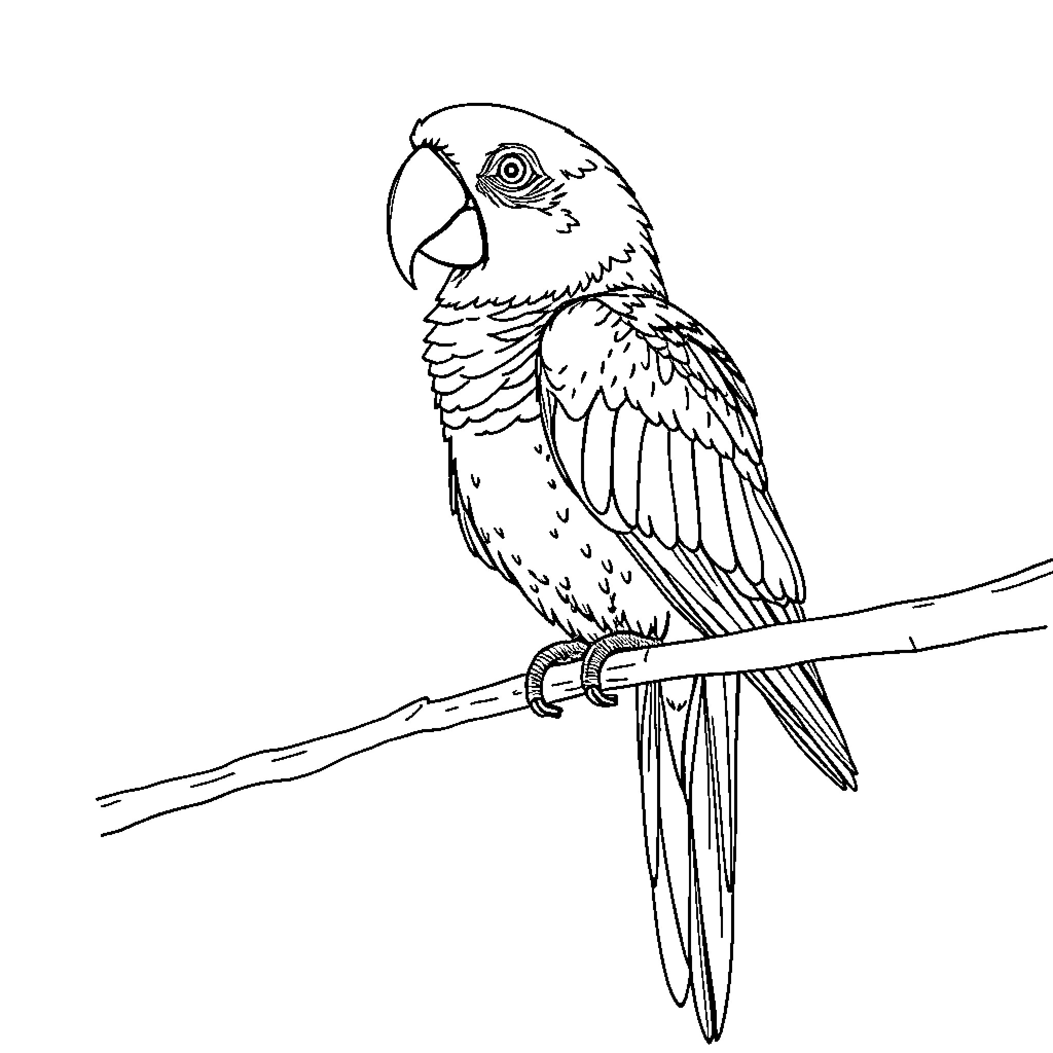Parrot perched on branch Coloring Page (free black-and-white line drawing printable PDF for all, from beginners to advanced learners, including children, teens, adults, and seniors)