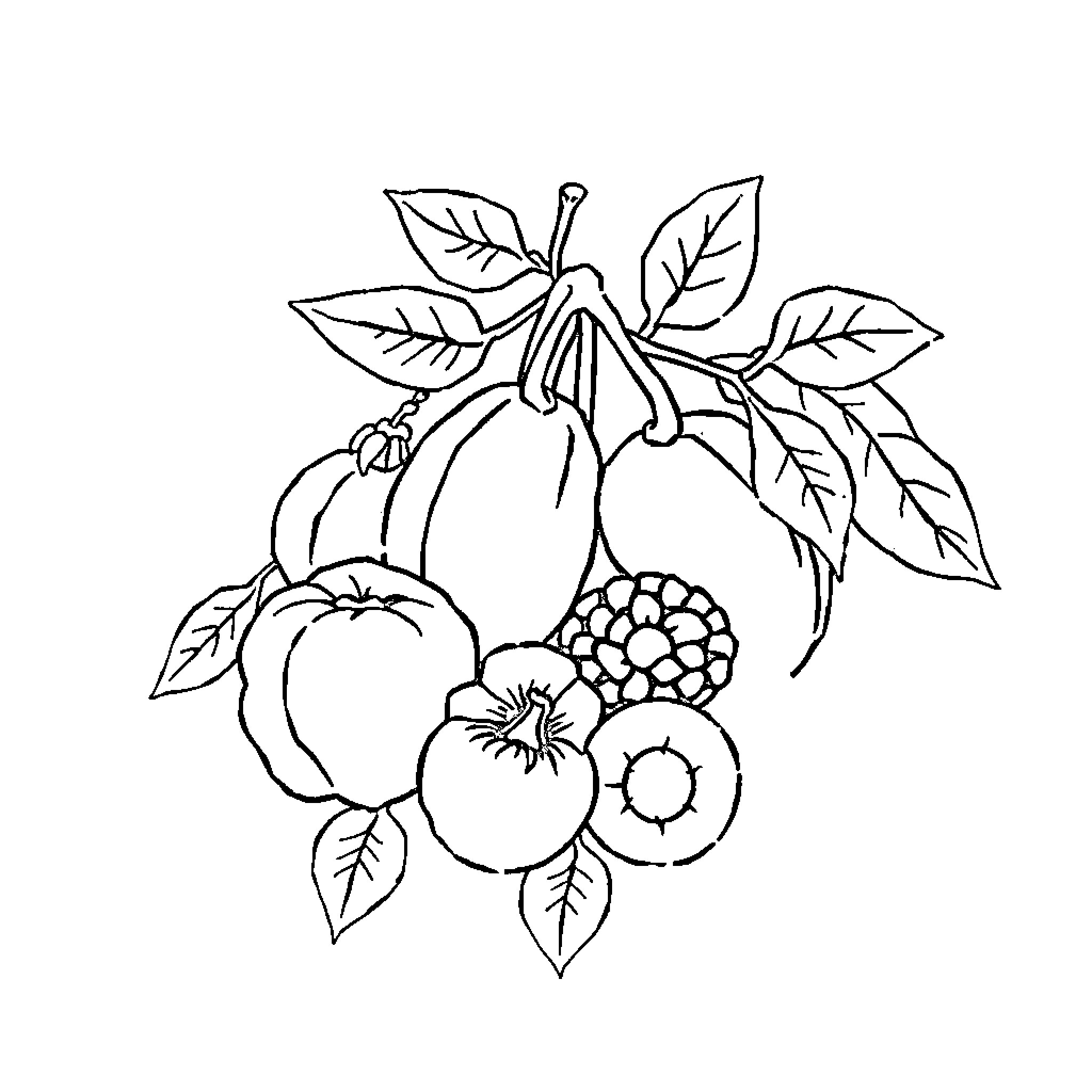 Fruit Bunch with Leaves and Flowers Coloring Page (free black-and-white line drawing printable PDF for all, from beginners to advanced learners, including children, teens, adults, and seniors)