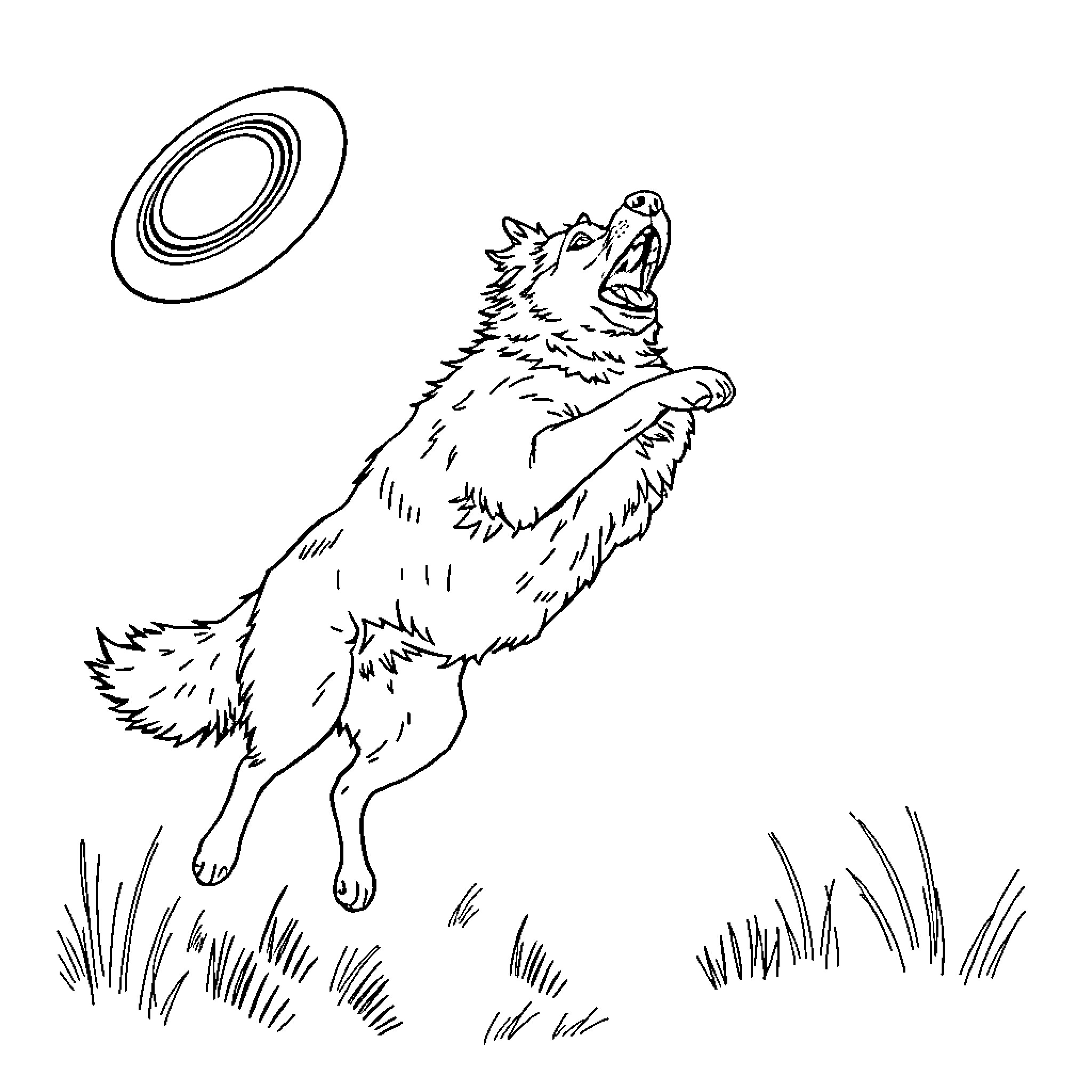 Australian Shepherd chasing after a flying disc Coloring Page (free black-and-white line drawing printable PDF for all, from beginners to advanced learners, including children, teens, adults, and seniors)