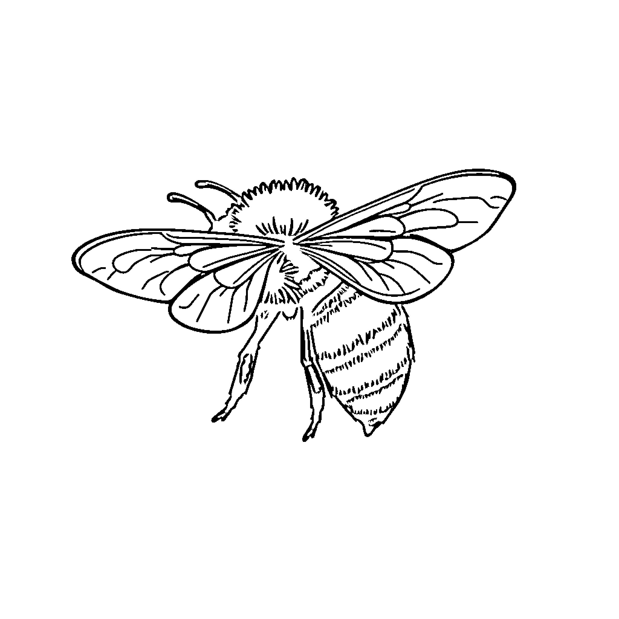 Bee in flight with intricate wings Coloring Page (free black-and-white line drawing printable PDF for all, from beginners to advanced learners, including children, teens, adults, and seniors)