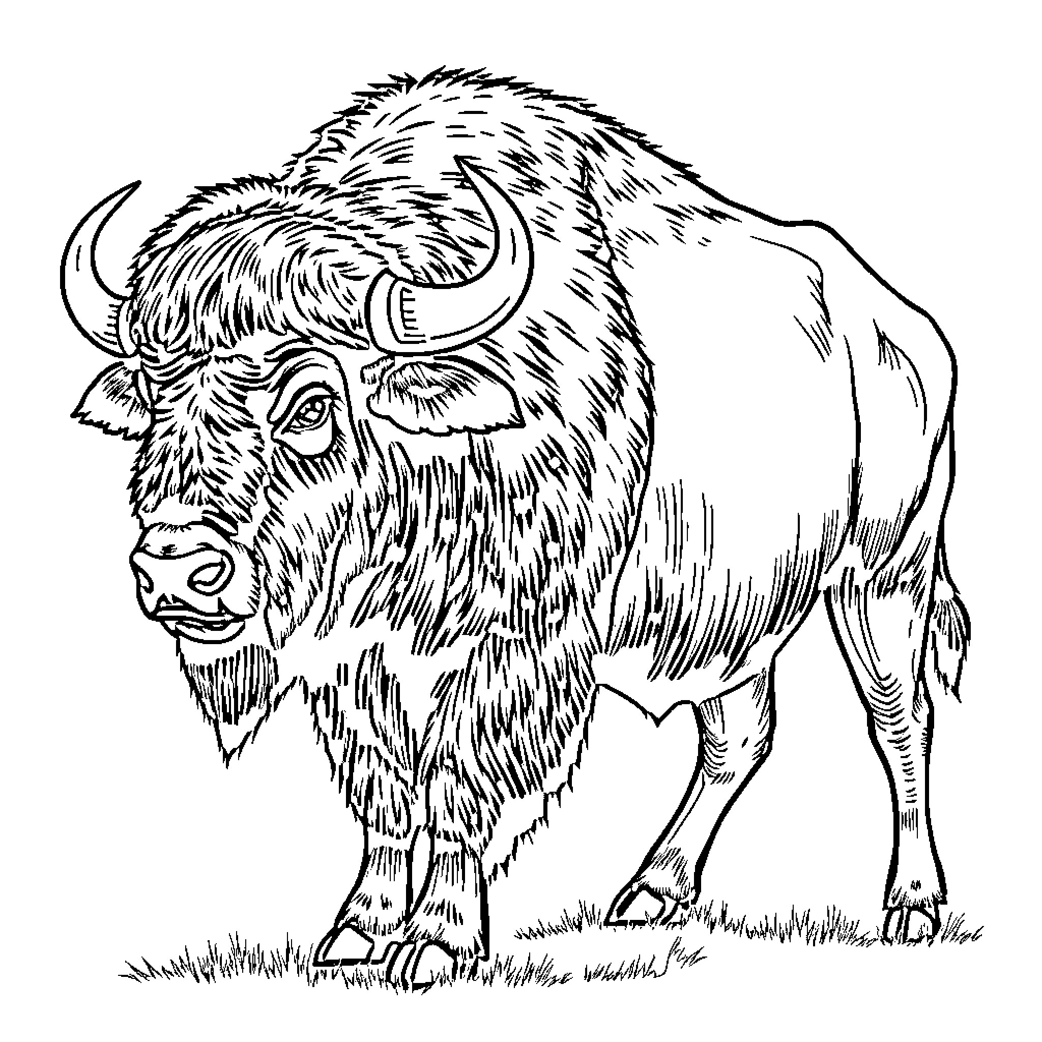 Buffalo standing strong and proud Coloring Page (free black-and-white line drawing printable PDF for all, from beginners to advanced learners, including children, teens, adults, and seniors)