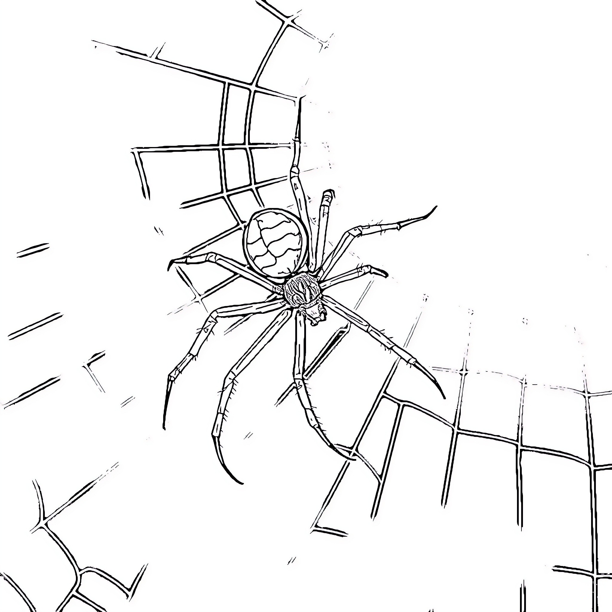 Spider weaving intricate web Coloring Page (free black-and-white line drawing printable PDF for all, from beginners to advanced learners, including children, teens, adults, and seniors)