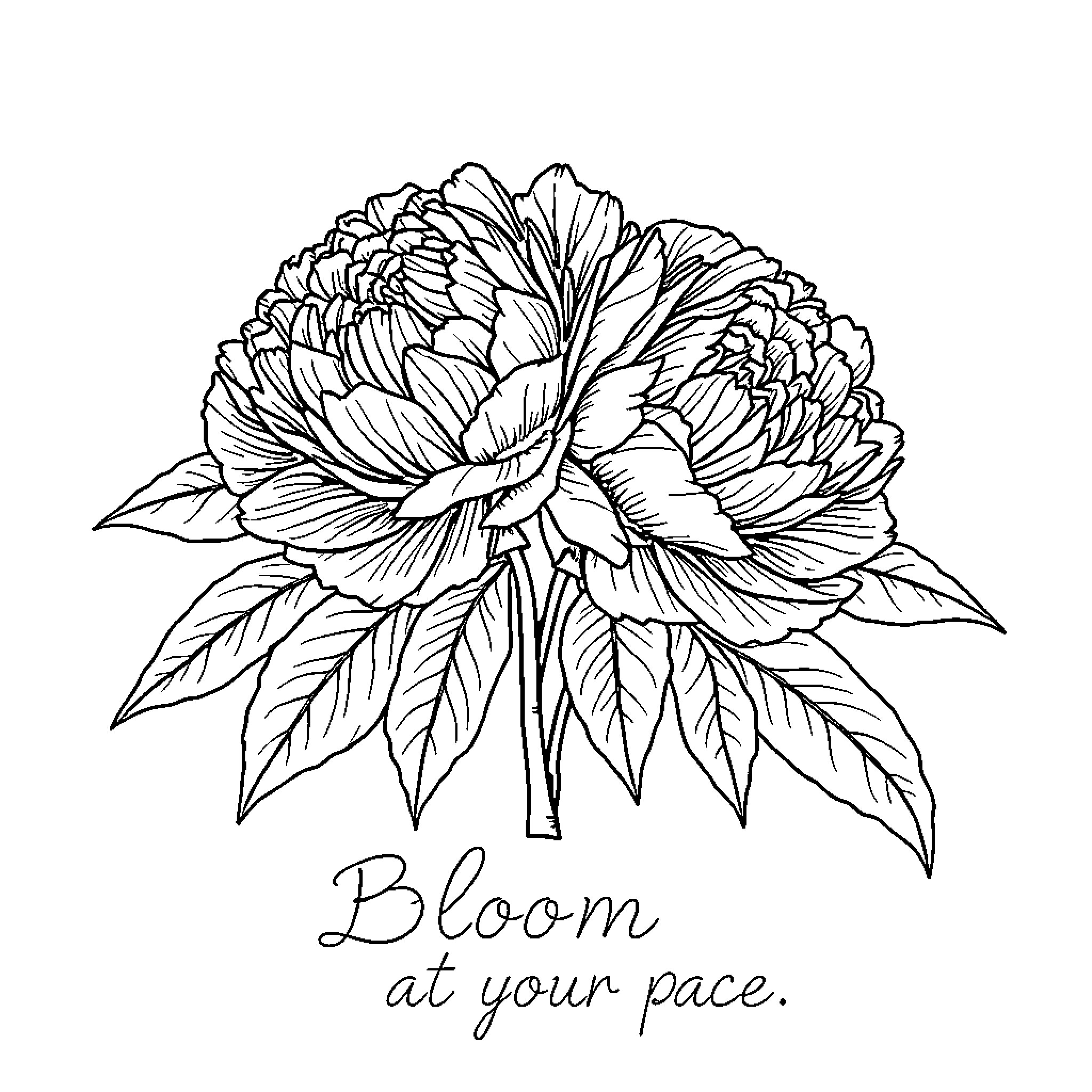 Peony Blooming with Delicate Details Coloring Page (free black-and-white line drawing printable PDF for all, from beginners to advanced learners, including children, teens, adults, and seniors)