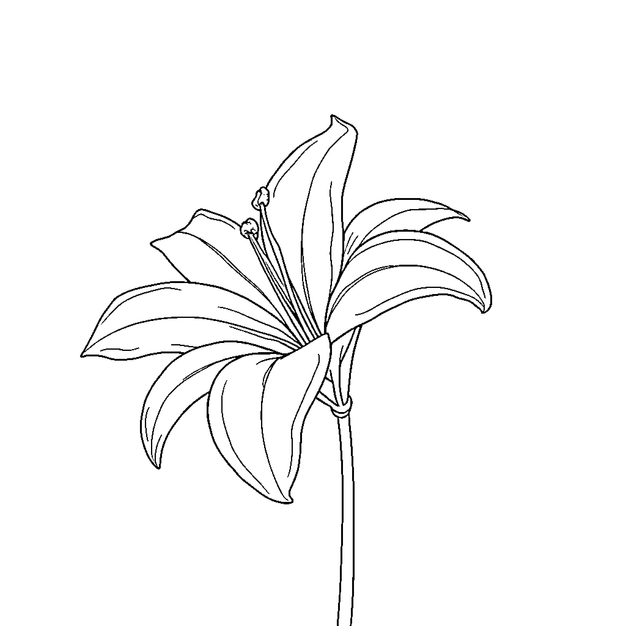 Lily blooming with grace Coloring Page (free black-and-white line drawing printable PDF for all, from beginners to advanced learners, including children, teens, adults, and seniors)