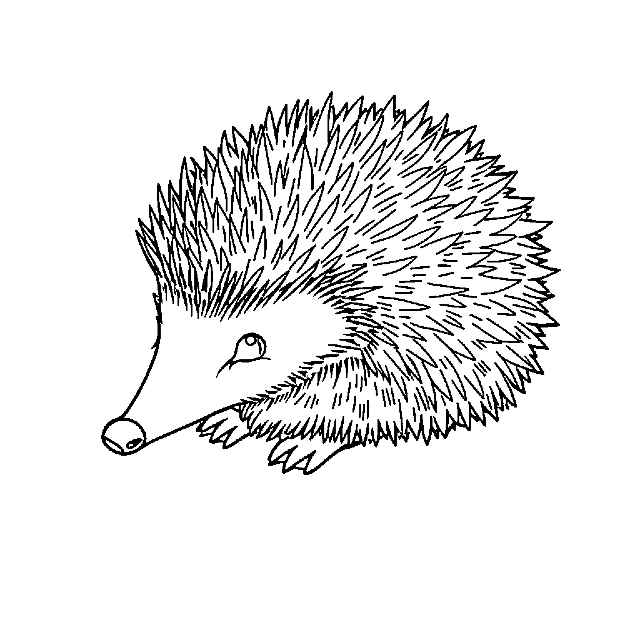 Hedgehog curled up peacefully Coloring Page (free black-and-white line drawing printable PDF for all, from beginners to advanced learners, including children, teens, adults, and seniors)