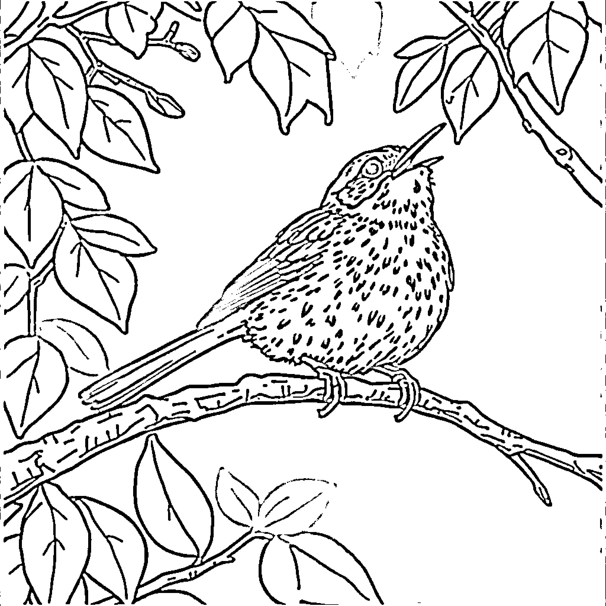 Hermit Thrush perched amidst natural foliage Coloring Page (free black-and-white line drawing printable PDF for all, from beginners to advanced learners, including children, teens, adults, and seniors)