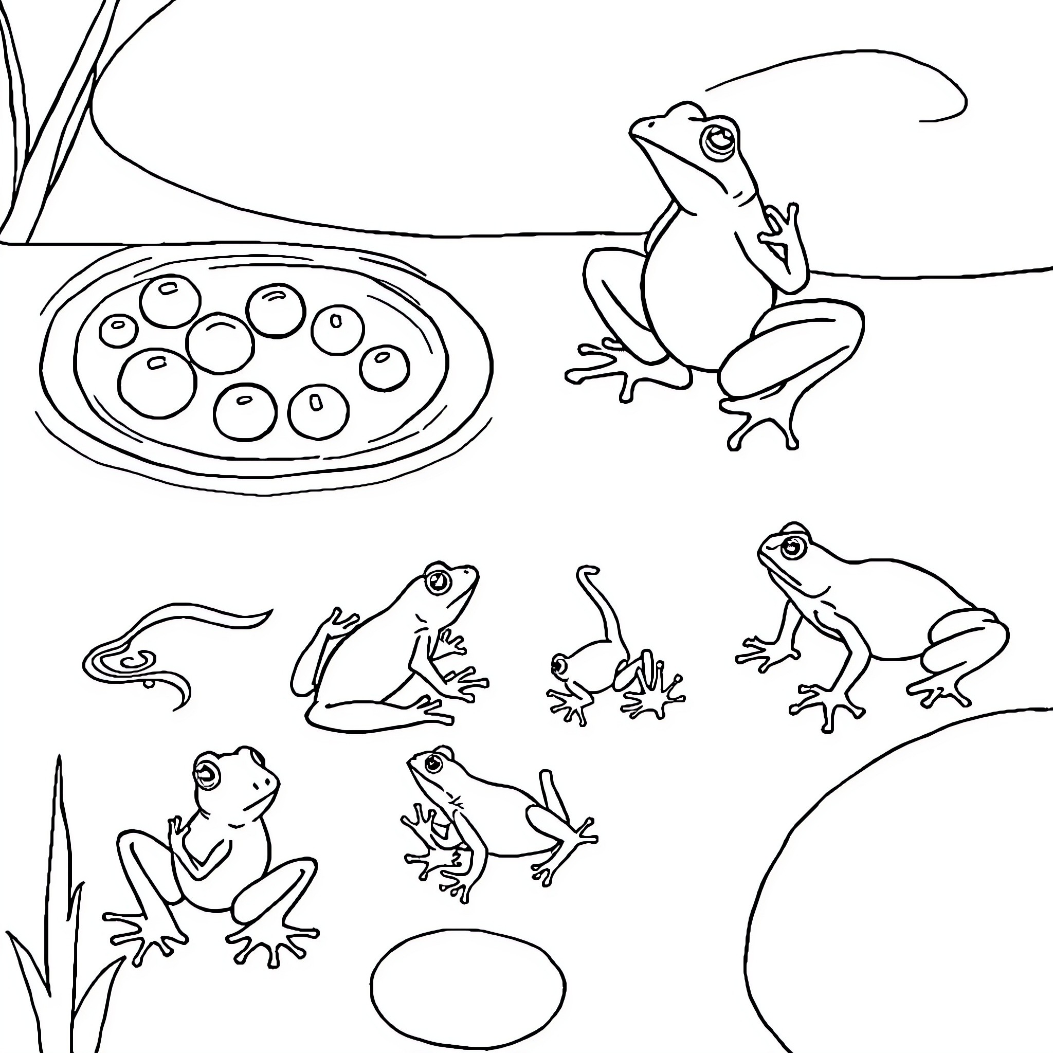 Frogs playing in the wild Coloring Page (free black-and-white line drawing printable PDF for all, from beginners to advanced learners, including children, teens, adults, and seniors)
