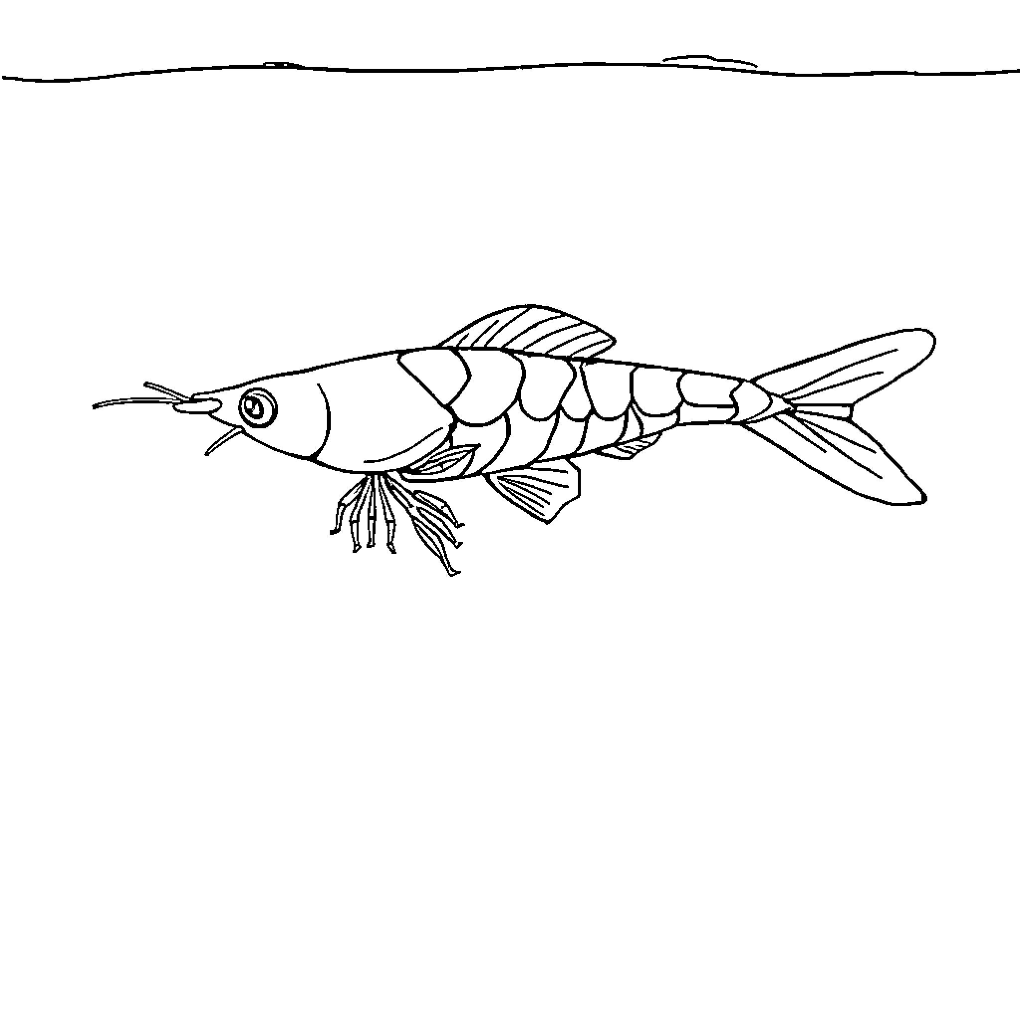 Shrimp-like fish swimming underwater Coloring Page (free black-and-white line drawing printable PDF for all, from beginners to advanced learners, including children, teens, adults, and seniors)