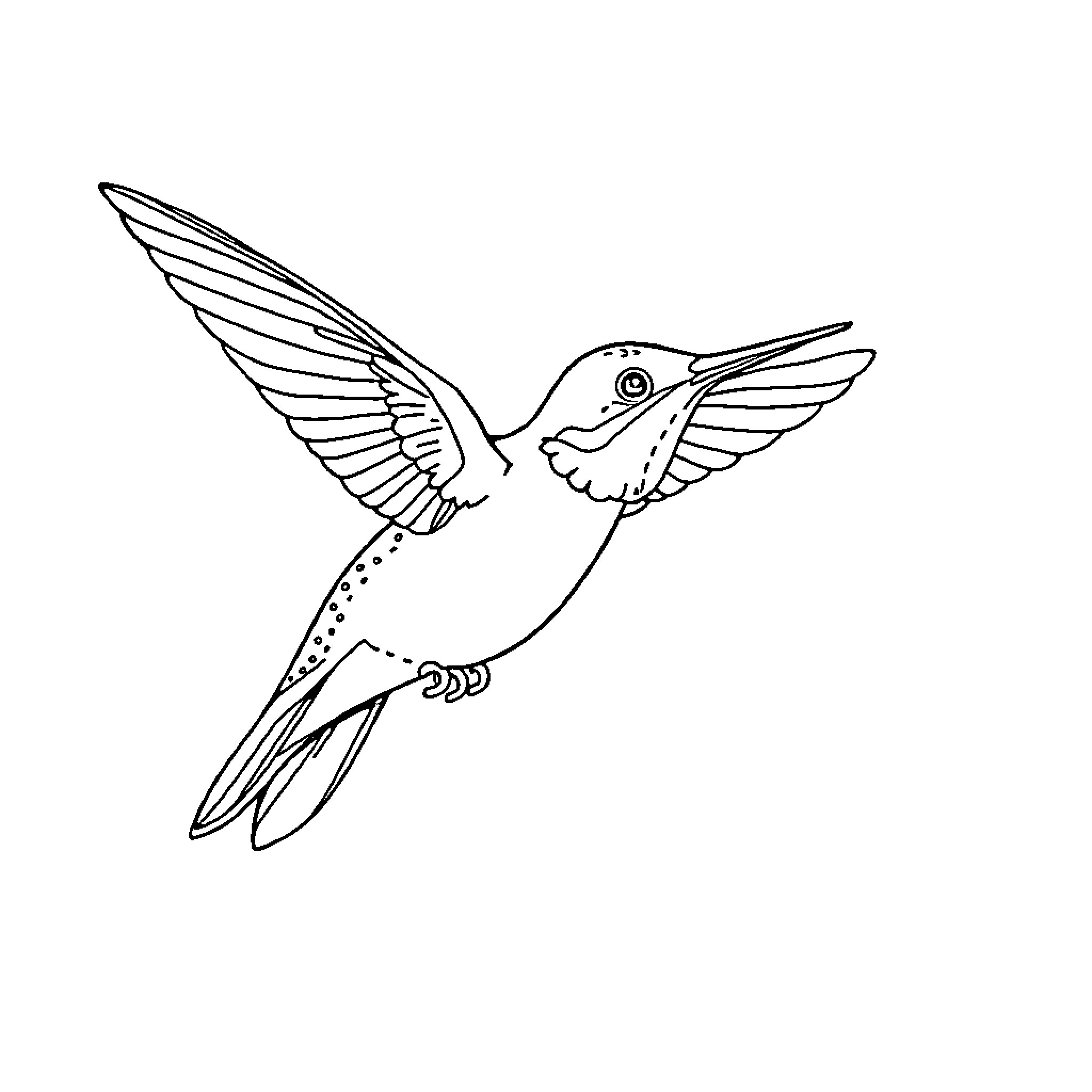 Hummingbird in flight with wings outstretched Coloring Page (free black-and-white line drawing printable PDF for all, from beginners to advanced learners, including children, teens, adults, and seniors)