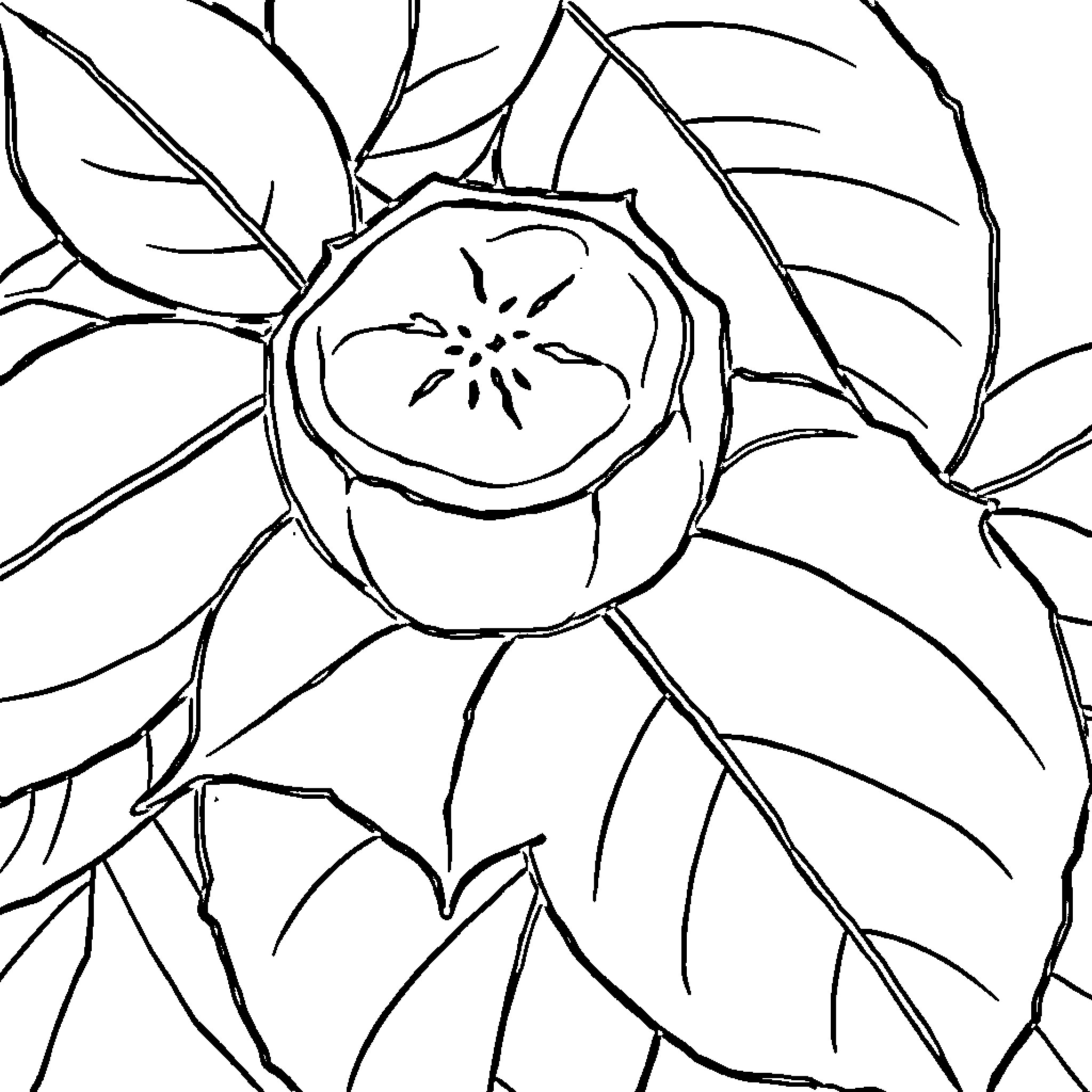 Jambu flower blooming in nature Coloring Page (free black-and-white line drawing printable PDF for all, from beginners to advanced learners, including children, teens, adults, and seniors)