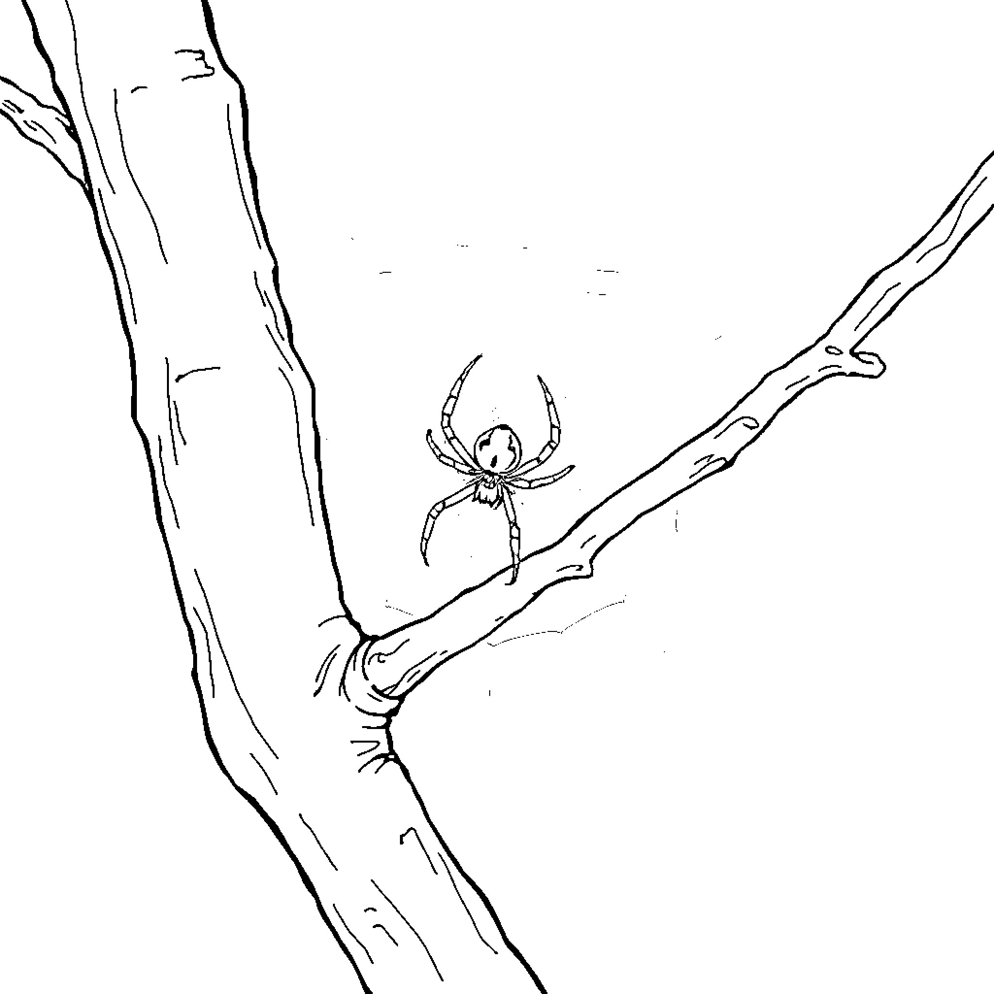 Spider crawling cautiously on tree branch Coloring Page (free black-and-white line drawing printable PDF for all, from beginners to advanced learners, including children, teens, adults, and seniors)