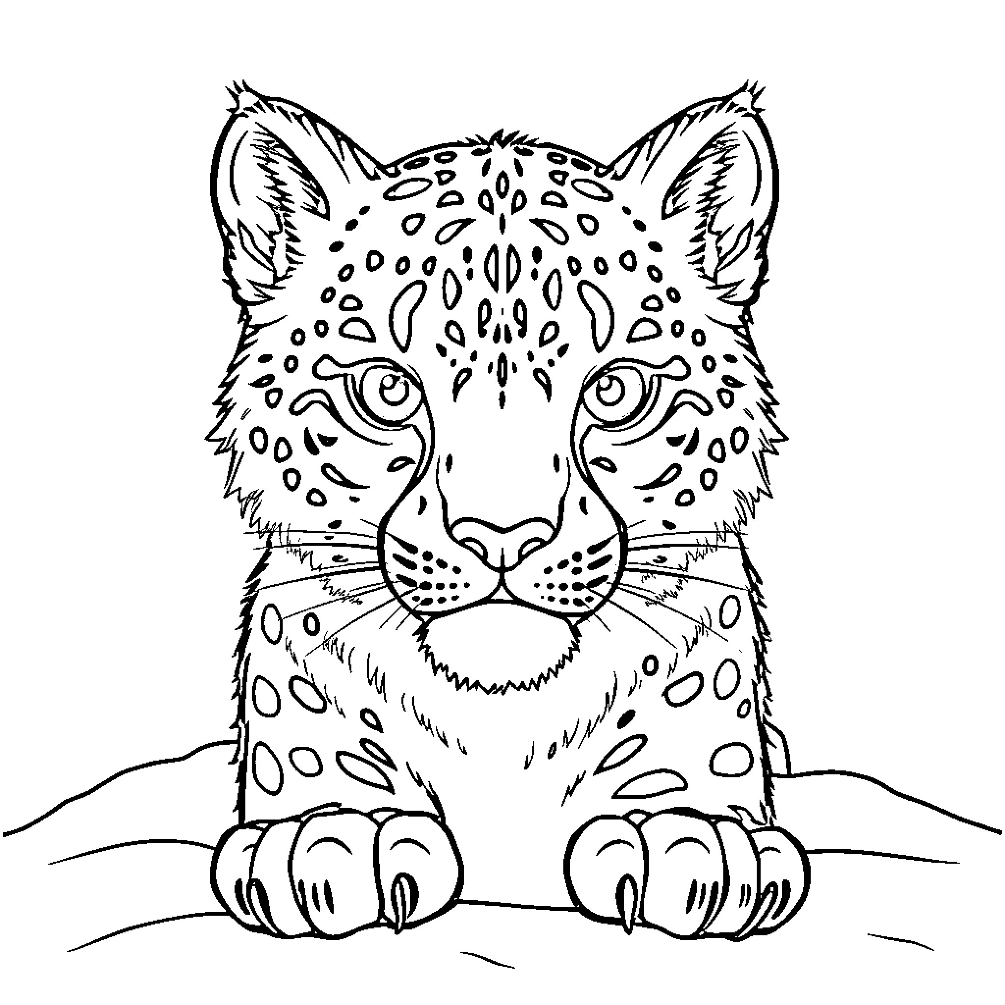 Snow Leopard Sitting Calmly in the Wild Coloring Page (free black-and-white line drawing printable PDF for all, from beginners to advanced learners, including children, teens, adults, and seniors)