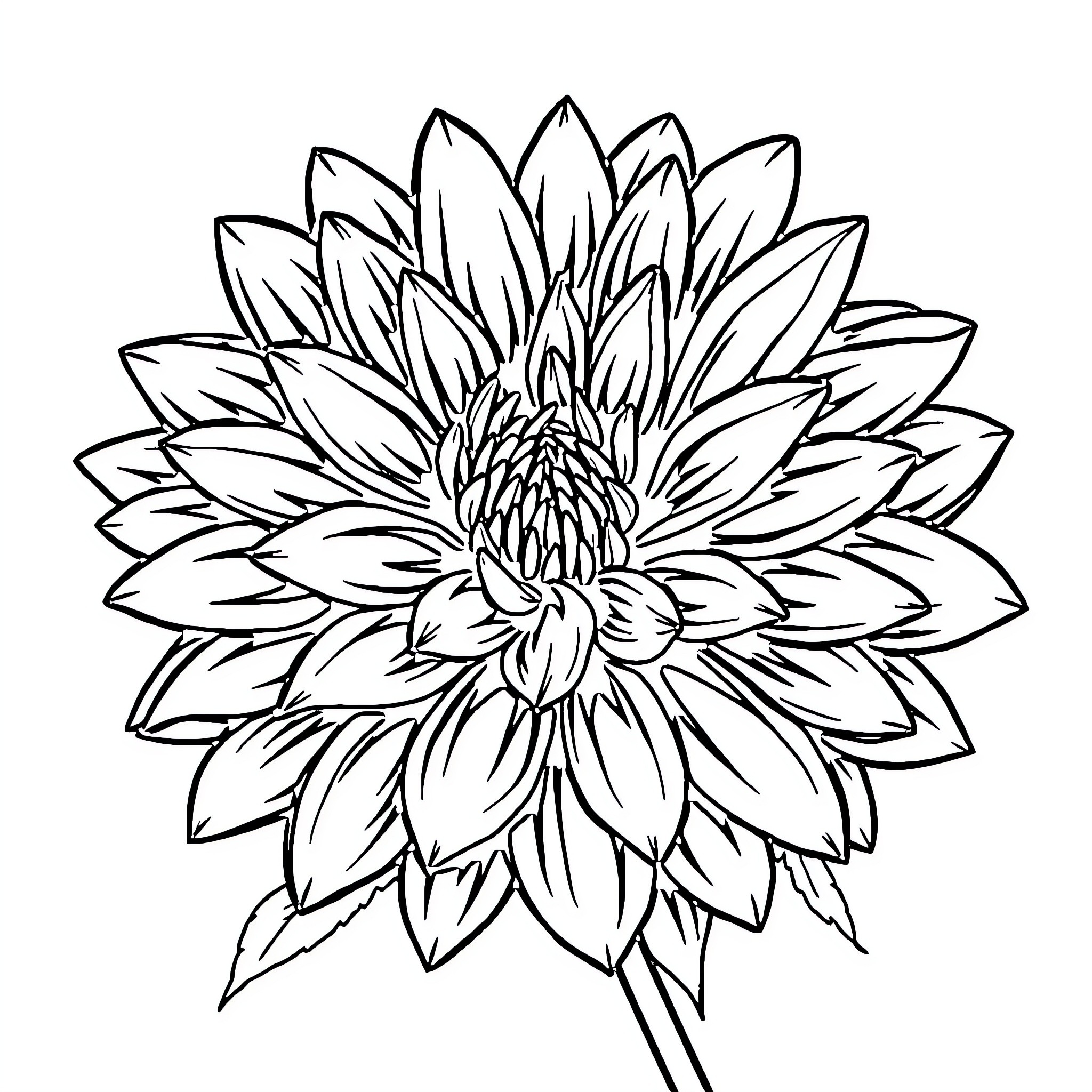 Chrysanthemum flower in detailed monochrome illustration Coloring Page (free black-and-white line drawing printable PDF for all, from beginners to advanced learners, including children, teens, adults, and seniors)