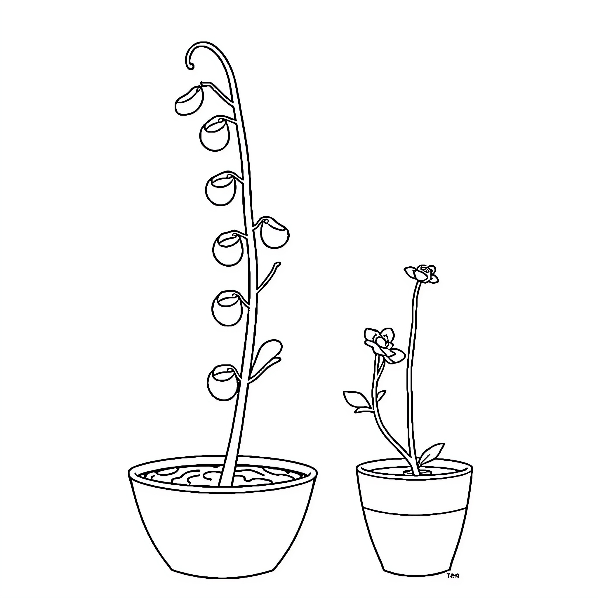 Pea Plants Sprouting in Pots Coloring Page (free black-and-white line drawing printable PDF for all, from beginners to advanced learners, including children, teens, adults, and seniors)