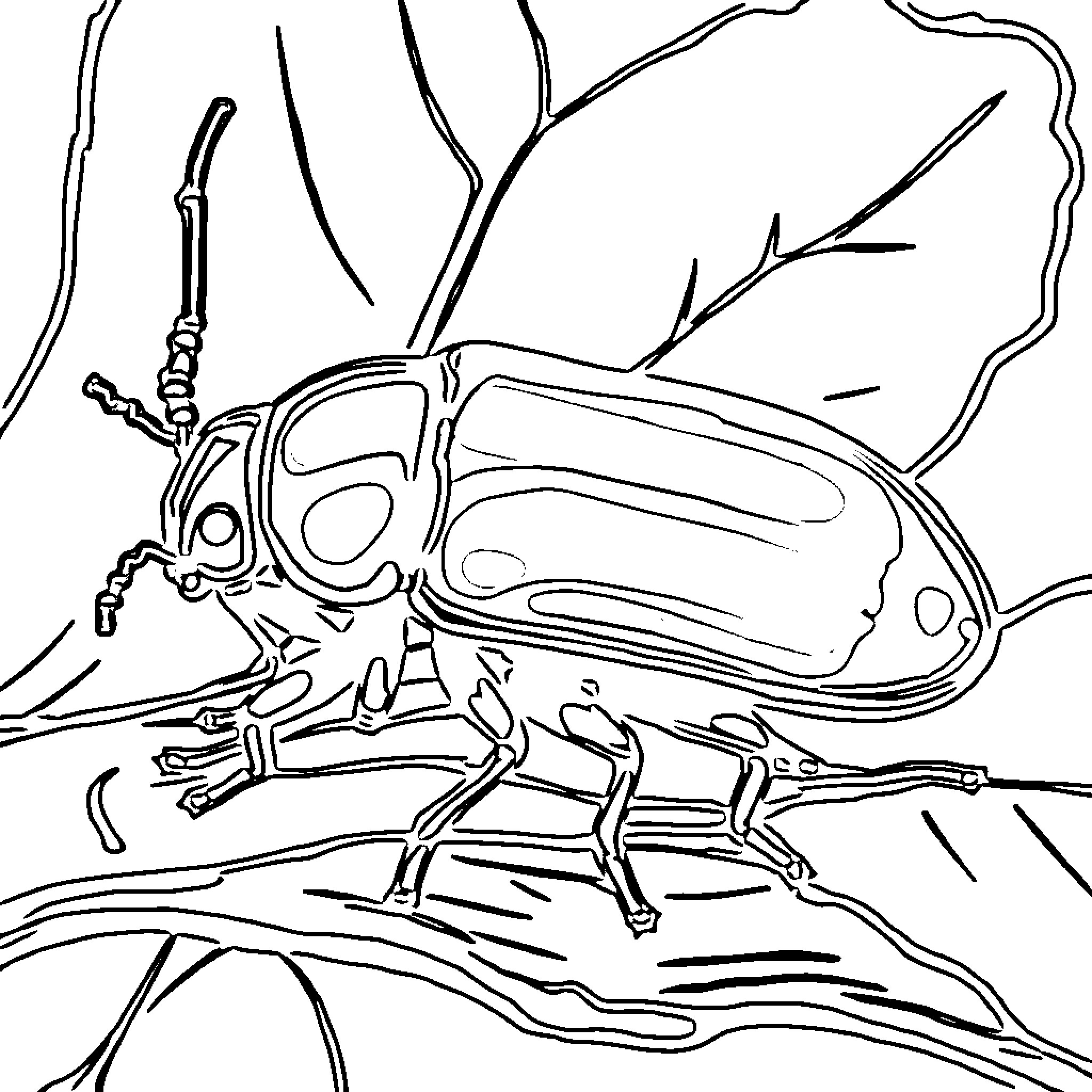Emerald Ash Borer insect on tree branch Coloring Page (free black-and-white line drawing printable PDF for all, from beginners to advanced learners, including children, teens, adults, and seniors)
