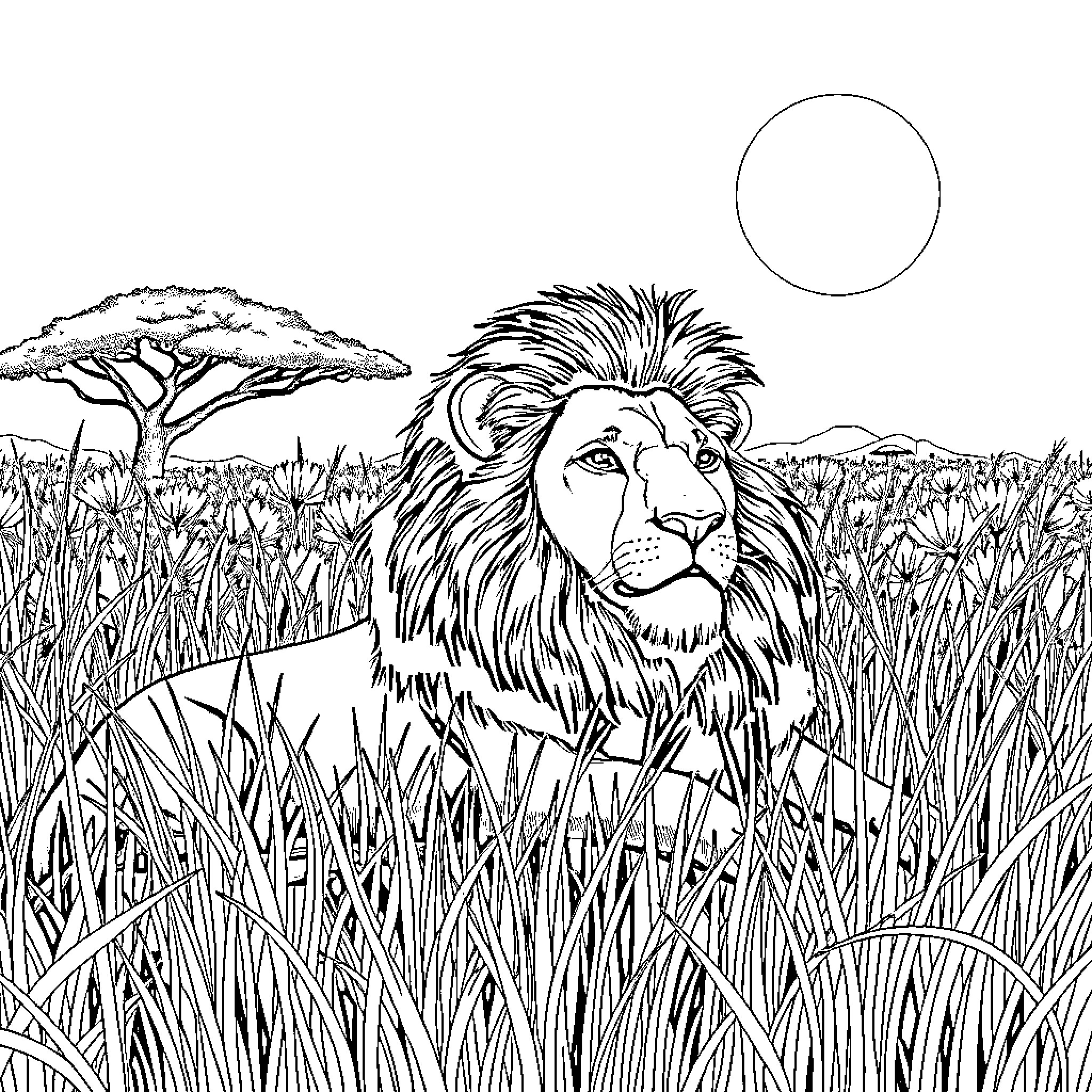 Lion resting in tall grass under the sun Coloring Page (free black-and-white line drawing printable PDF for all, from beginners to advanced learners, including children, teens, adults, and seniors)