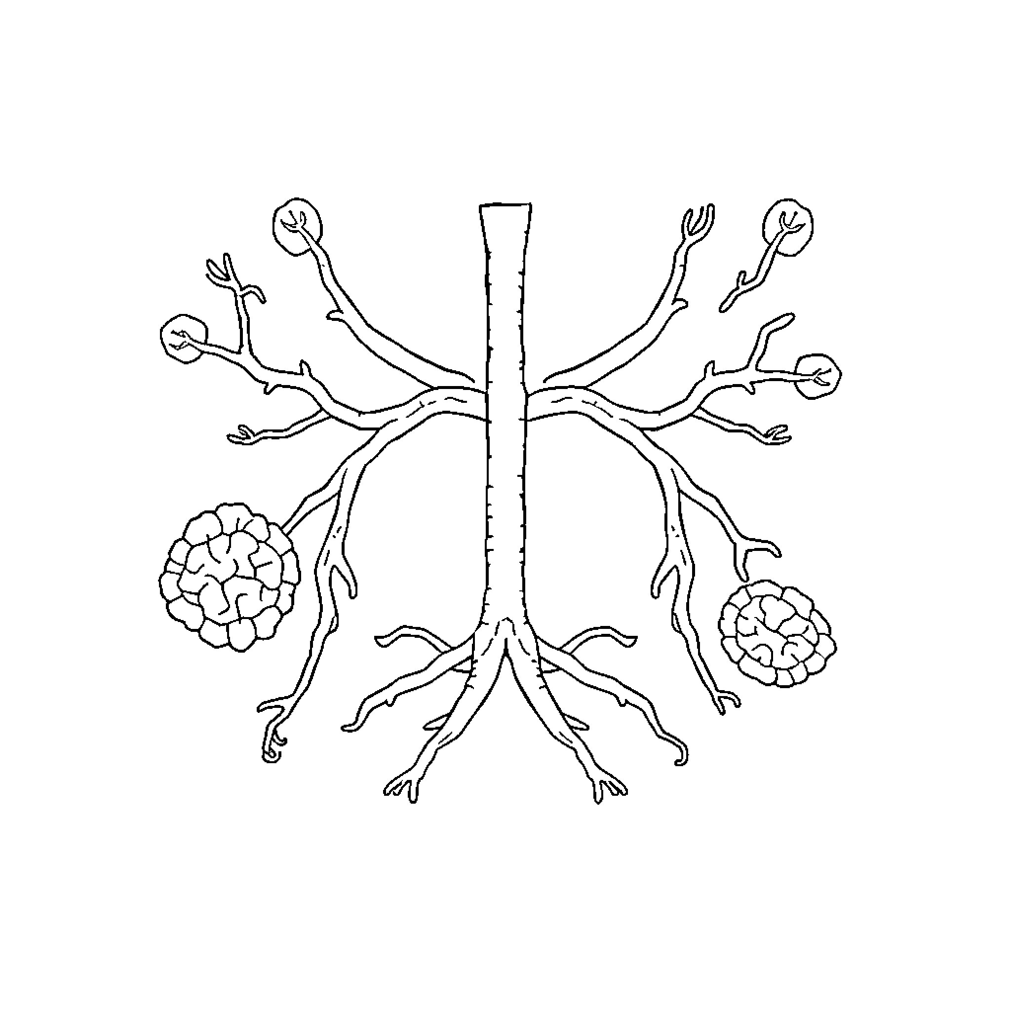 Endocrine System Diagram with Anatomical Details Coloring Page (free black-and-white line drawing printable PDF for all, from beginners to advanced learners, including children, teens, adults, and seniors)
