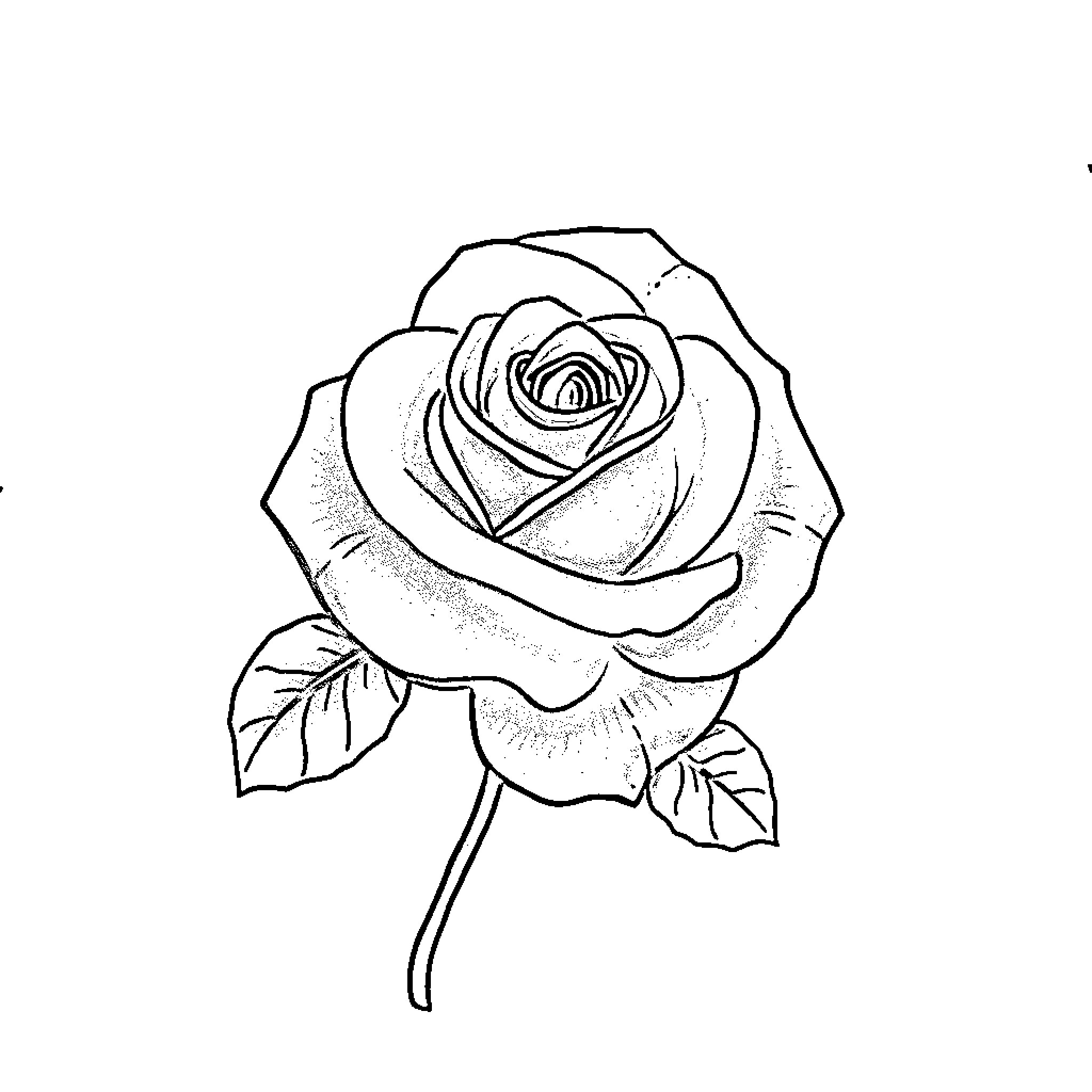 Rose in full bloom with delicate petals Coloring Page (free black-and-white line drawing printable PDF for all, from beginners to advanced learners, including children, teens, adults, and seniors)