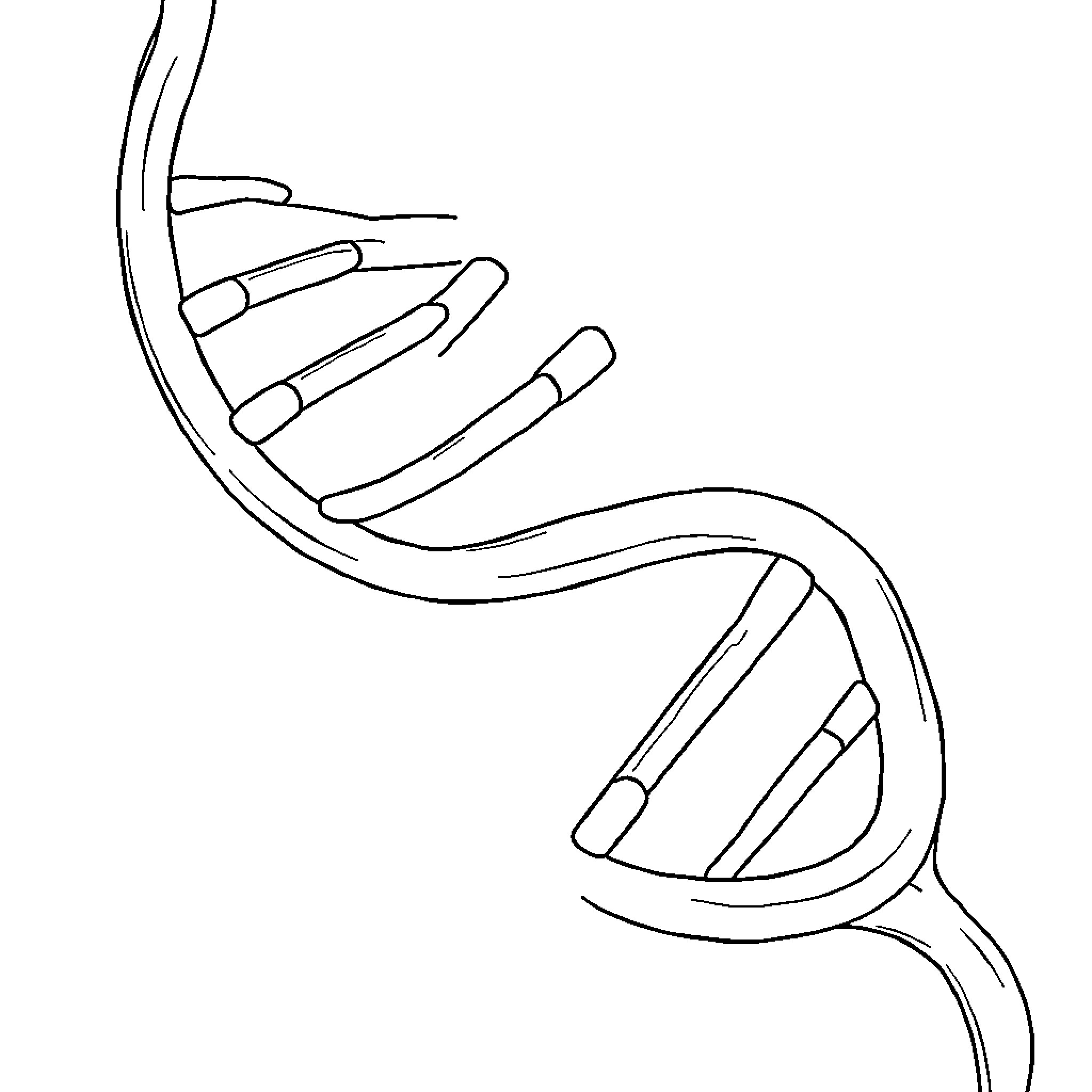 DNA structure depicted in minimalist line art Coloring Page (free black-and-white line drawing printable PDF for all, from beginners to advanced learners, including children, teens, adults, and seniors)