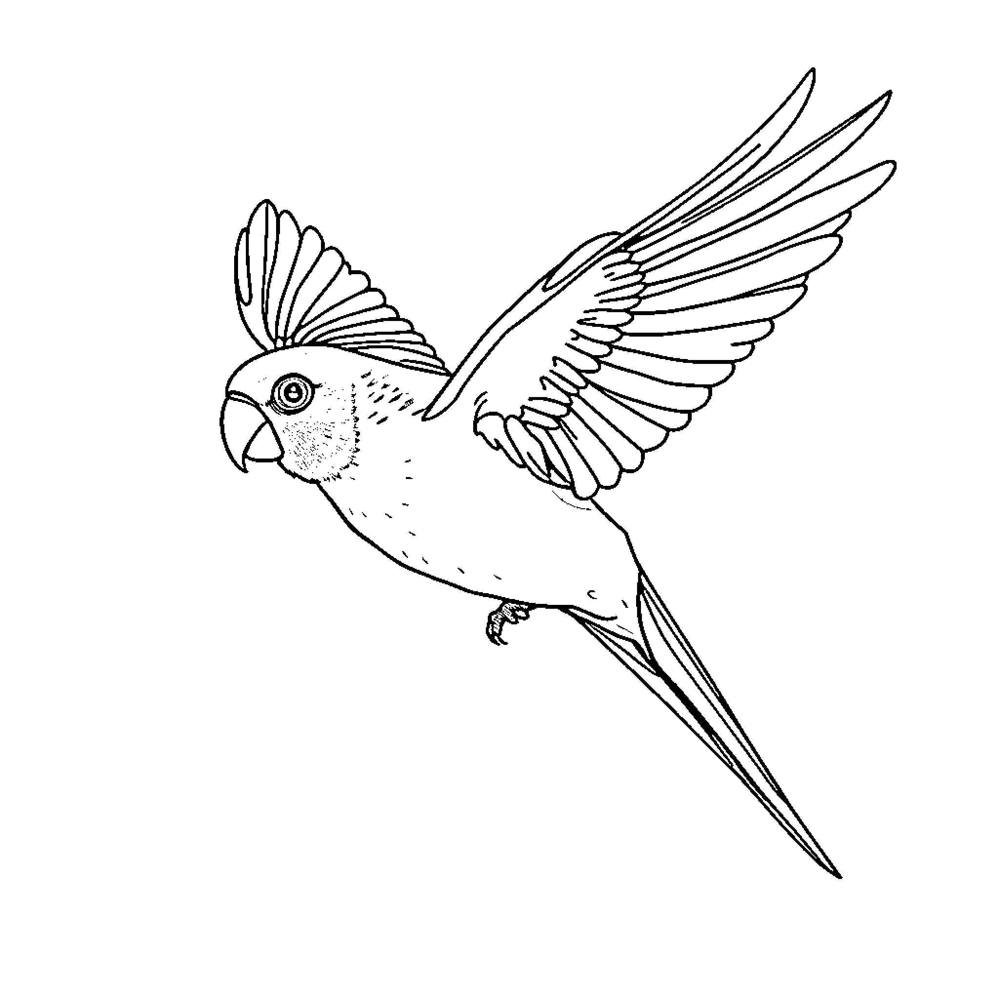 Conure parrot in flight with spread wings Coloring Page (free black-and-white line drawing printable PDF for all, from beginners to advanced learners, including children, teens, adults, and seniors)