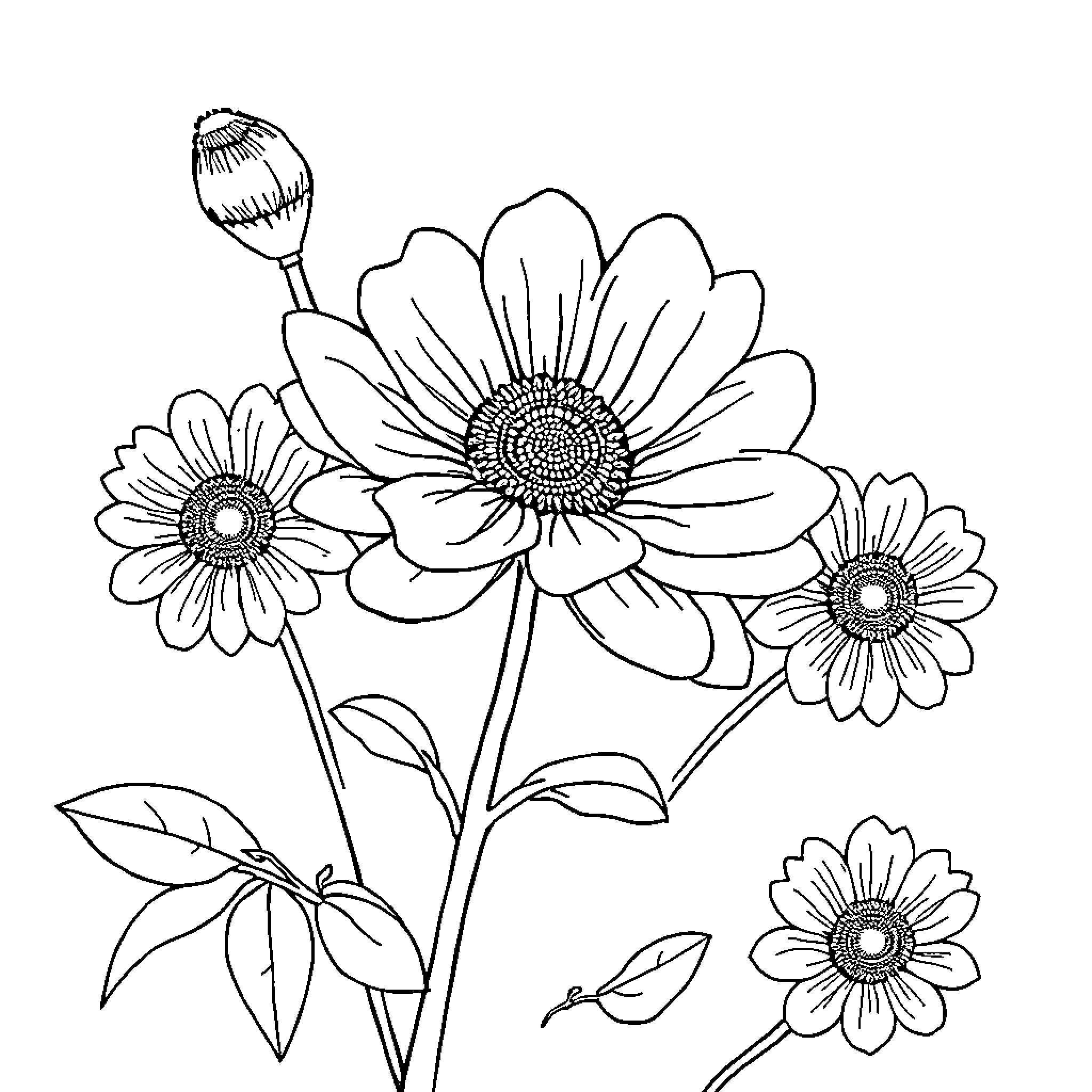 Drawing of Daisy Flowers in Bloom Coloring Page (free black-and-white line drawing printable PDF for all, from beginners to advanced learners, including children, teens, adults, and seniors)