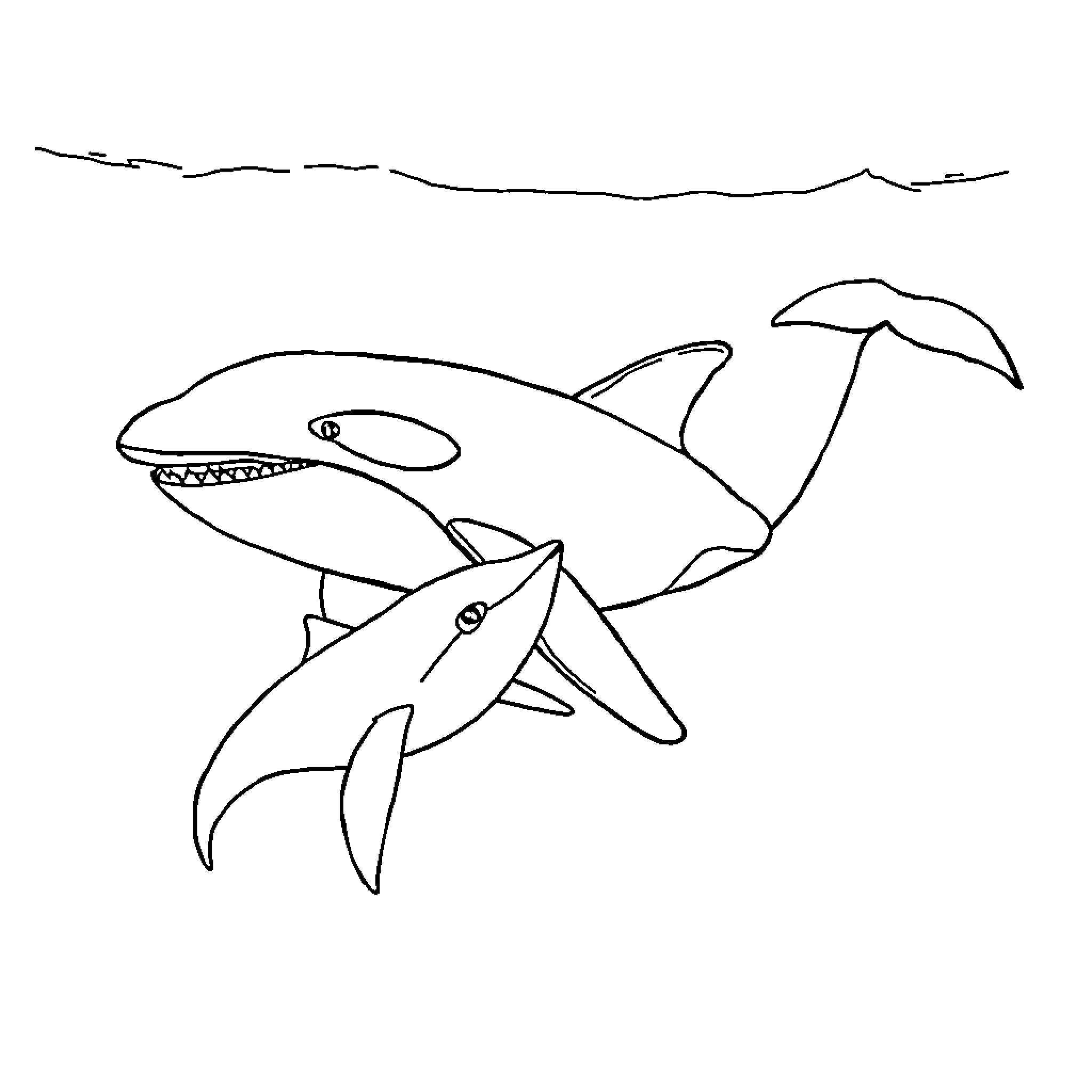 Killer Whale Jumping in the Ocean Coloring Page (free black-and-white line drawing printable PDF for all, from beginners to advanced learners, including children, teens, adults, and seniors)