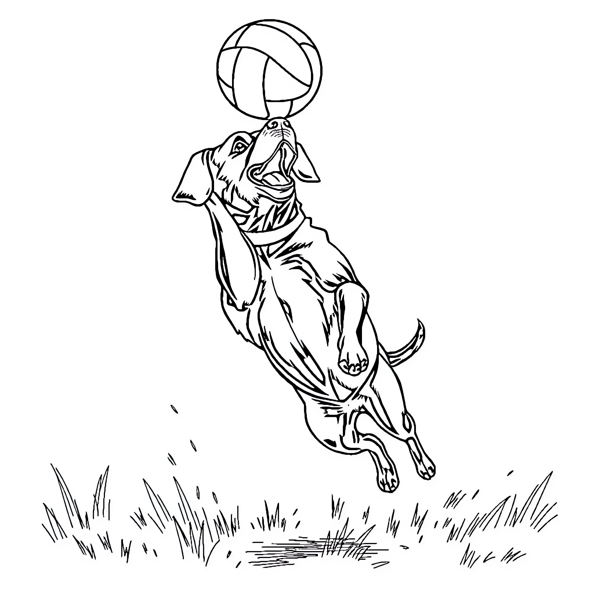 Lab Dog Playfully Jumping for Volleyball Coloring Page (free black-and-white line drawing printable PDF for all, from beginners to advanced learners, including children, teens, adults, and seniors)