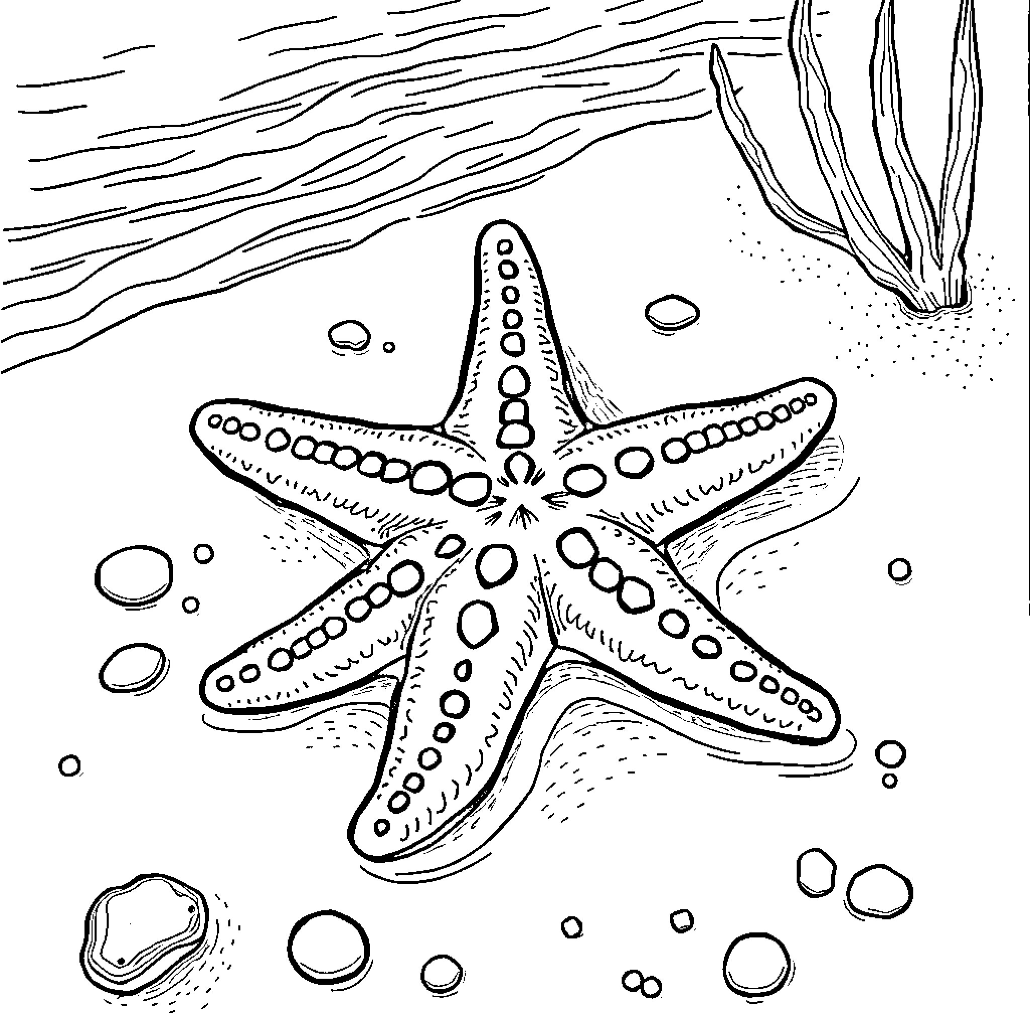 Starfish resting on the seabed Coloring Page (free black-and-white line drawing printable PDF for all, from beginners to advanced learners, including children, teens, adults, and seniors)