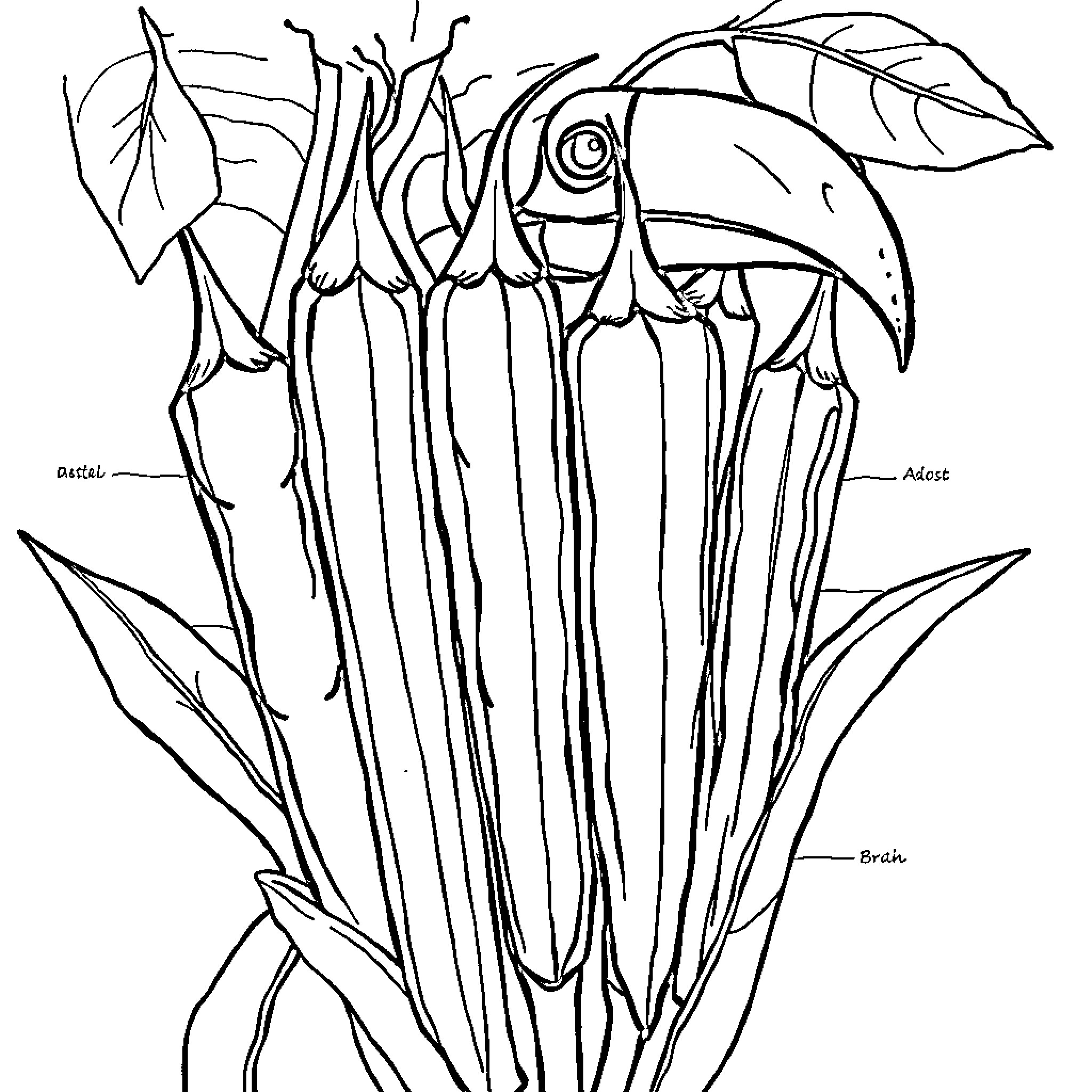 Facial Bones of an Exotic Plant Coloring Page (free black-and-white line drawing printable PDF for all, from beginners to advanced learners, including children, teens, adults, and seniors)