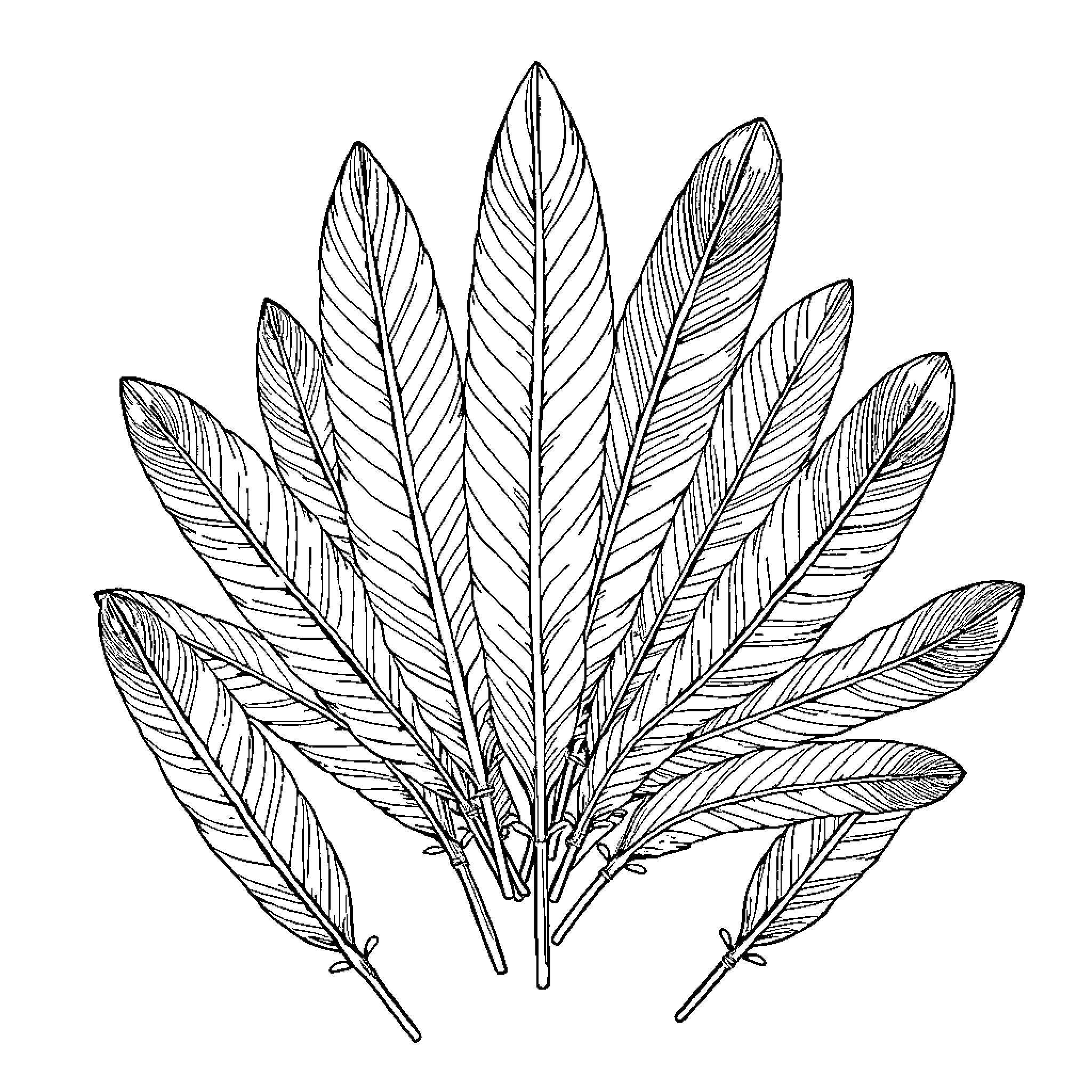 Bird-like feathers in detailed illustration Coloring Page (free black-and-white line drawing printable PDF for all, from beginners to advanced learners, including children, teens, adults, and seniors)