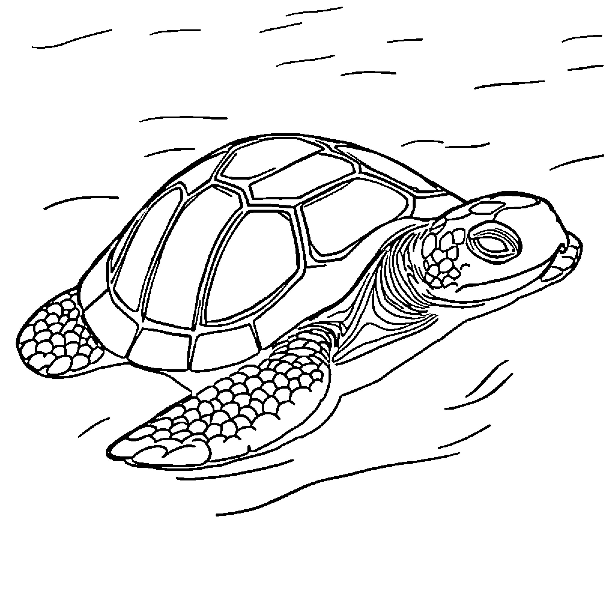 Sea Turtle swimming in the ocean Coloring Page (free black-and-white line drawing printable PDF for all, from beginners to advanced learners, including children, teens, adults, and seniors)