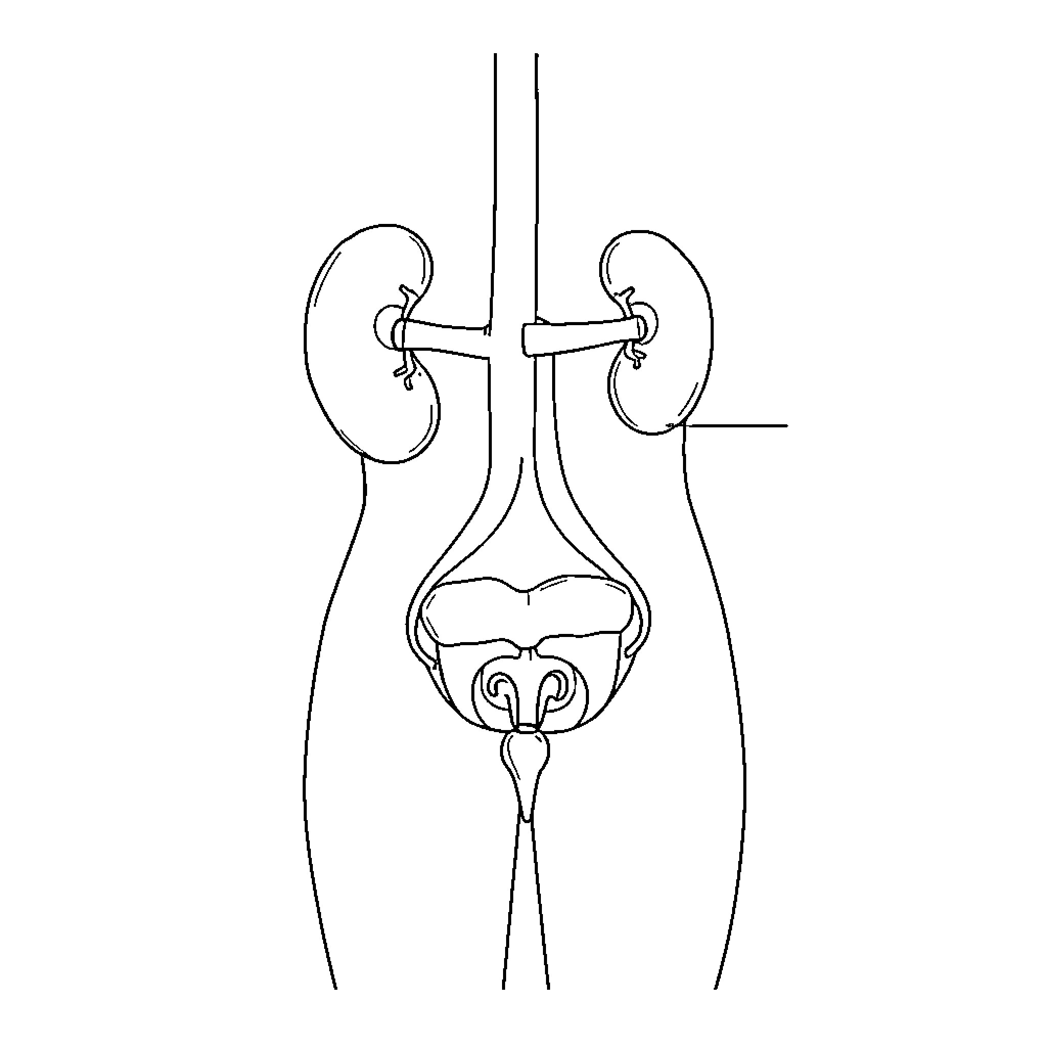 Excretory System in Minimalist Outline Coloring Page (free black-and-white line drawing printable PDF for all, from beginners to advanced learners, including children, teens, adults, and seniors)
