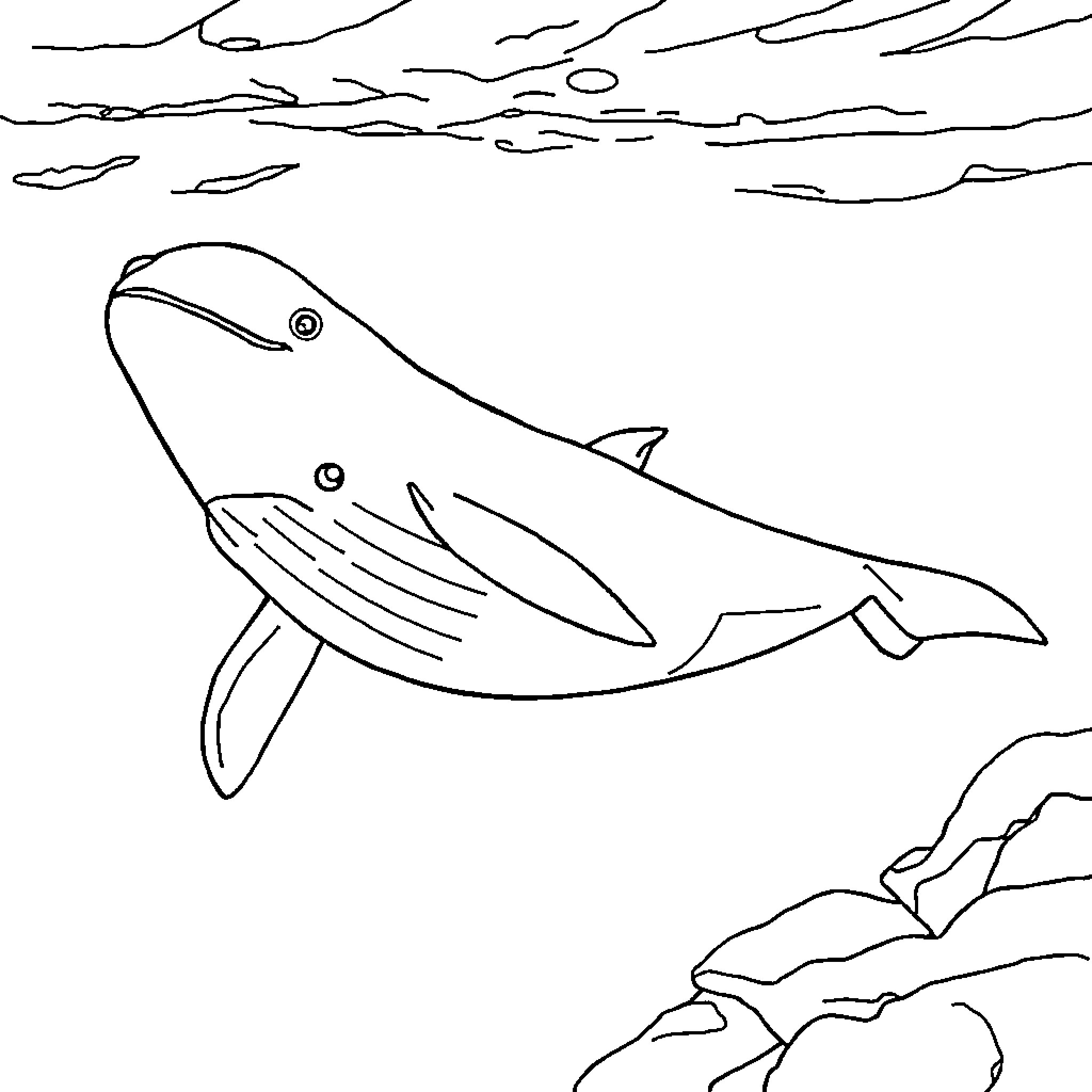 Beluga Whale swimming in ocean waves Coloring Page (free black-and-white line drawing printable PDF for all, from beginners to advanced learners, including children, teens, adults, and seniors)