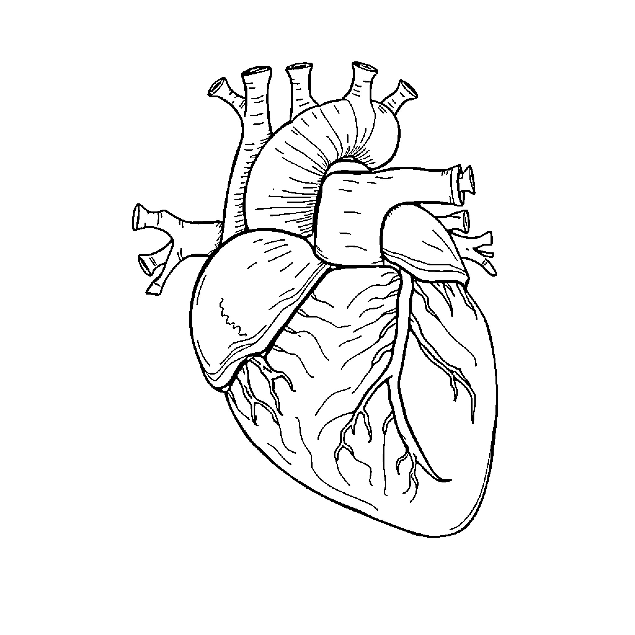Heart anatomy illustration Coloring Page (free black-and-white line drawing printable PDF for all, from beginners to advanced learners, including children, teens, adults, and seniors)
