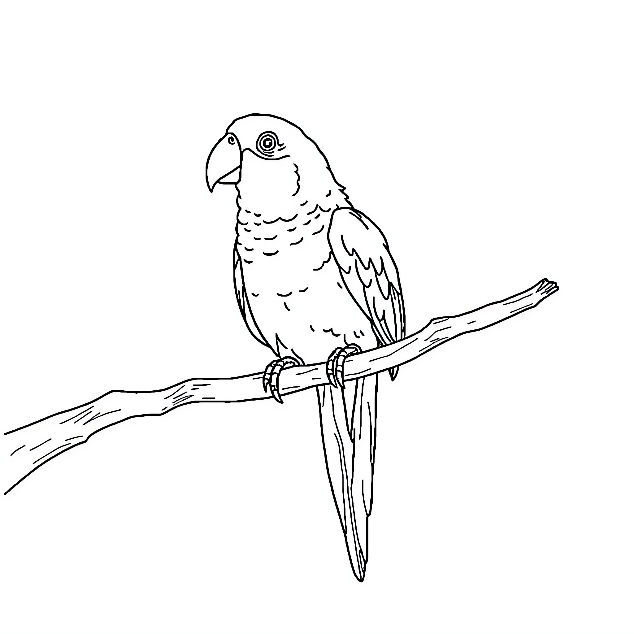 Parrot perched on a branch Coloring Page (free black-and-white line drawing printable PDF for all, from beginners to advanced learners, including children, teens, adults, and seniors)
