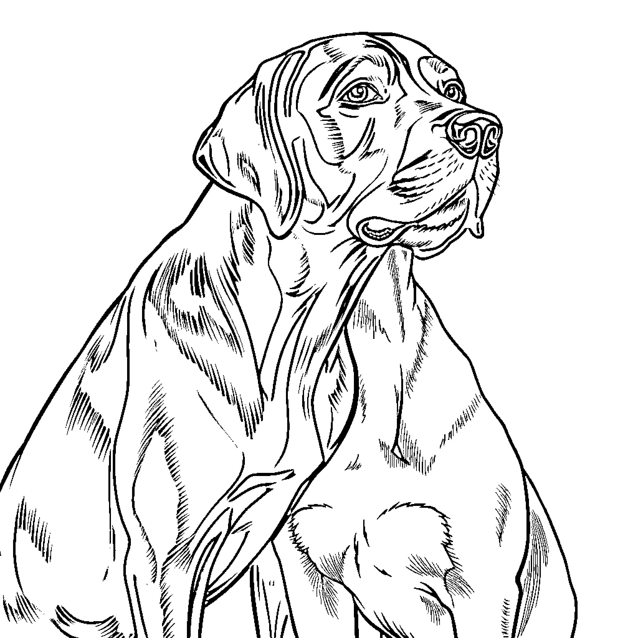 Lab Dog Portrait in Sketch Style Coloring Page (free black-and-white line drawing printable PDF for all, from beginners to advanced learners, including children, teens, adults, and seniors)