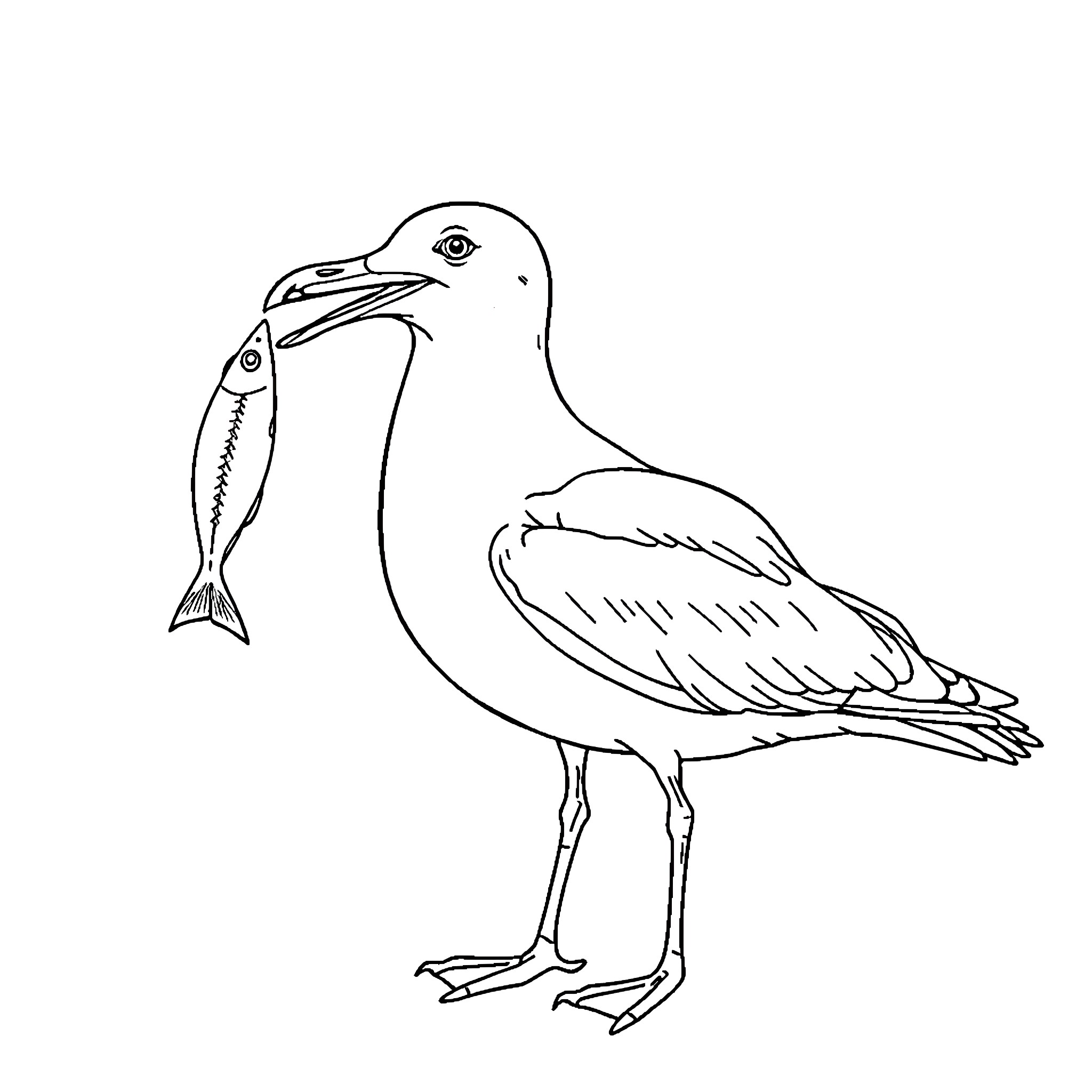 Seagull catching a fish in its beak Coloring Page (free black-and-white line drawing printable PDF for all, from beginners to advanced learners, including children, teens, adults, and seniors)