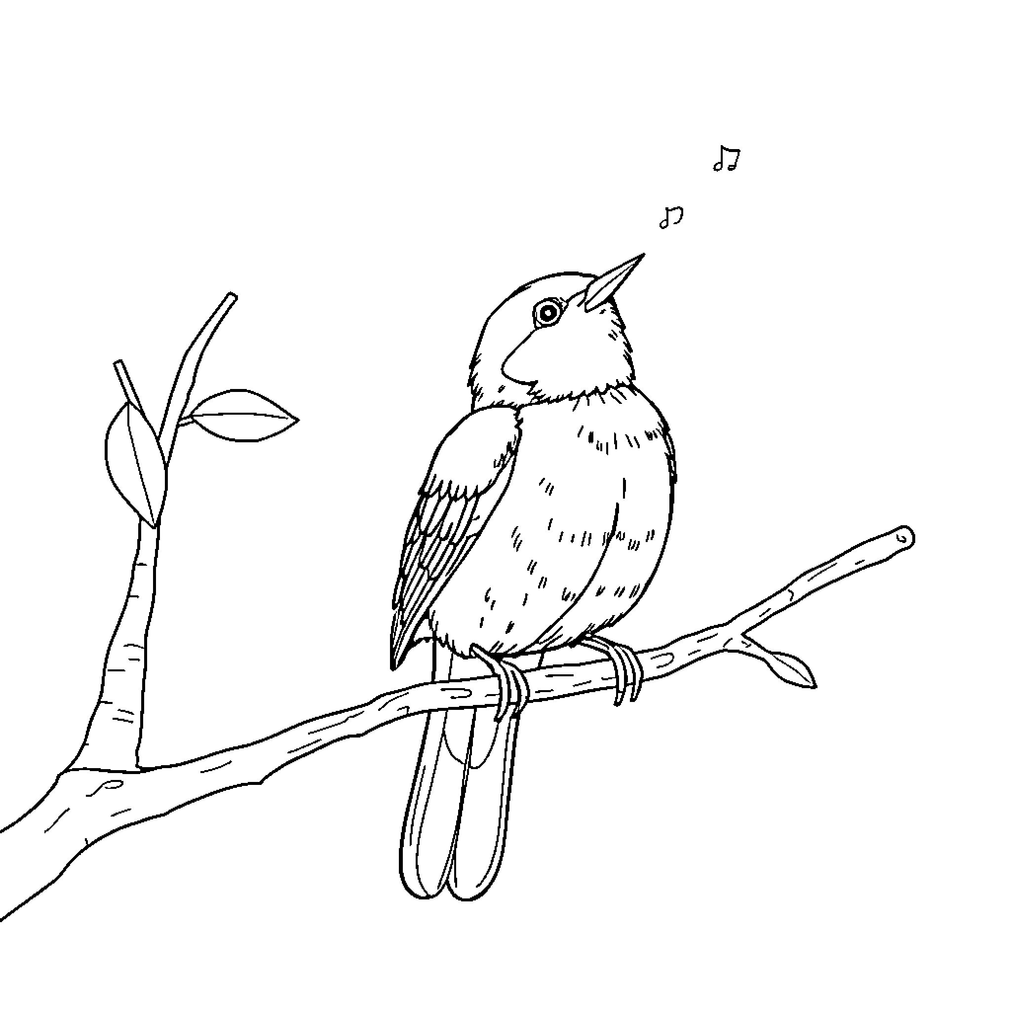Bird singing joyfully on a branch Coloring Page (free black-and-white line drawing printable PDF for all, from beginners to advanced learners, including children, teens, adults, and seniors)