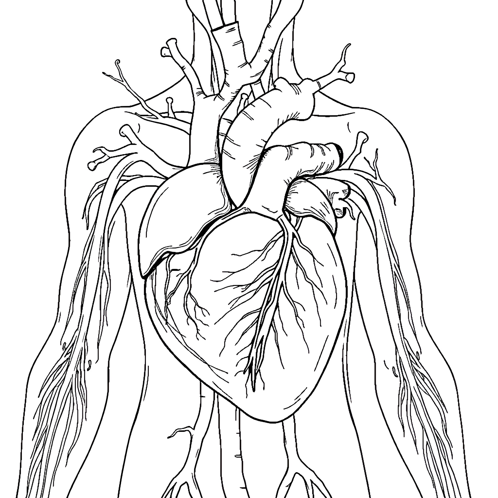 Cardiovascular System: Detailed Anatomical Illustration Coloring Page (free black-and-white line drawing printable PDF for all, from beginners to advanced learners, including children, teens, adults, and seniors)