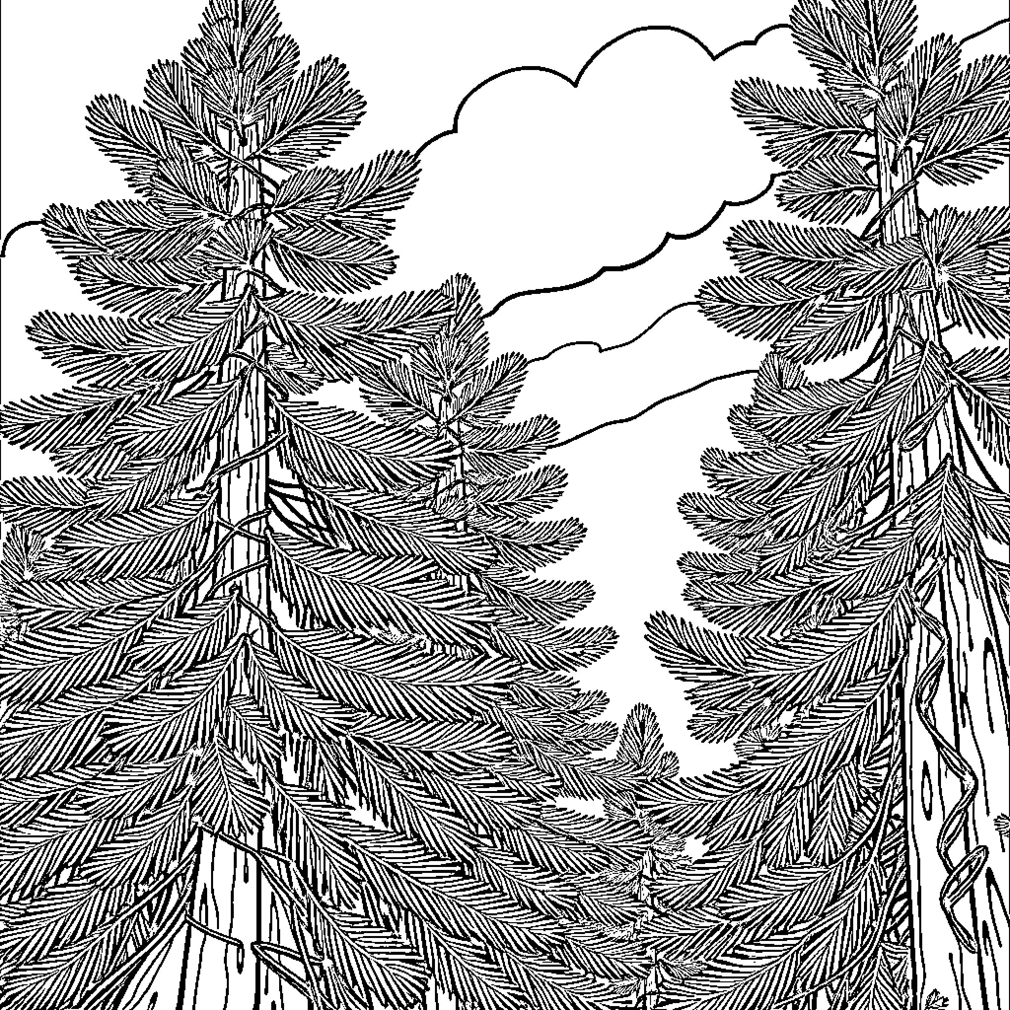Pine Tree Forest with Cloudy Sky Coloring Page (free black-and-white line drawing printable PDF for all, from beginners to advanced learners, including children, teens, adults, and seniors)
