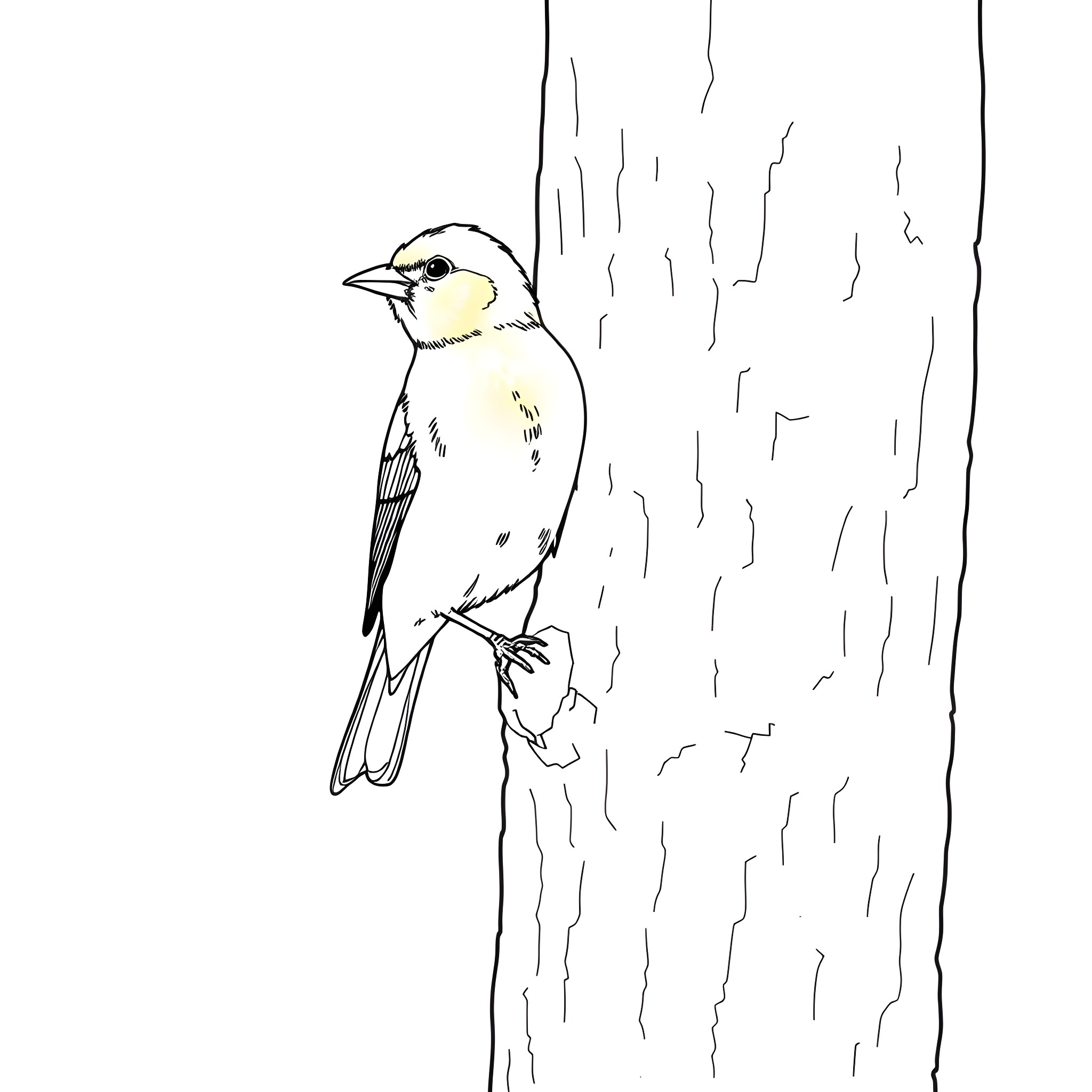 Saffron Finch perched on a tree trunk Coloring Page (free black-and-white line drawing printable PDF for all, from beginners to advanced learners, including children, teens, adults, and seniors)