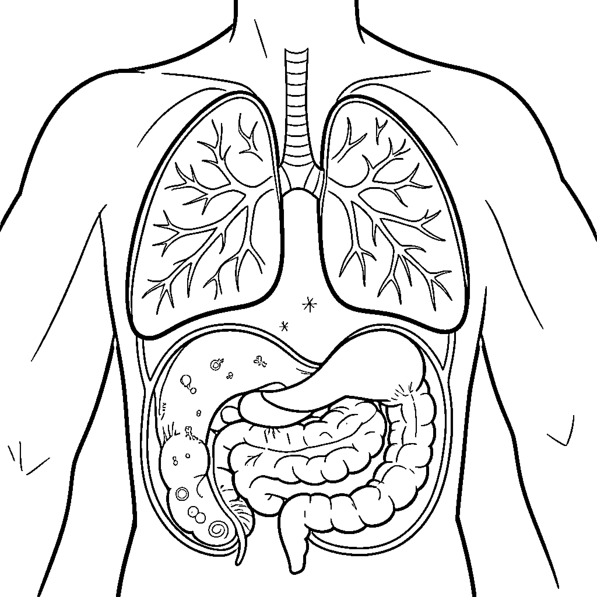 Body Cavity Anatomy Diagram Coloring Page (free black-and-white line drawing printable PDF for all, from beginners to advanced learners, including children, teens, adults, and seniors)