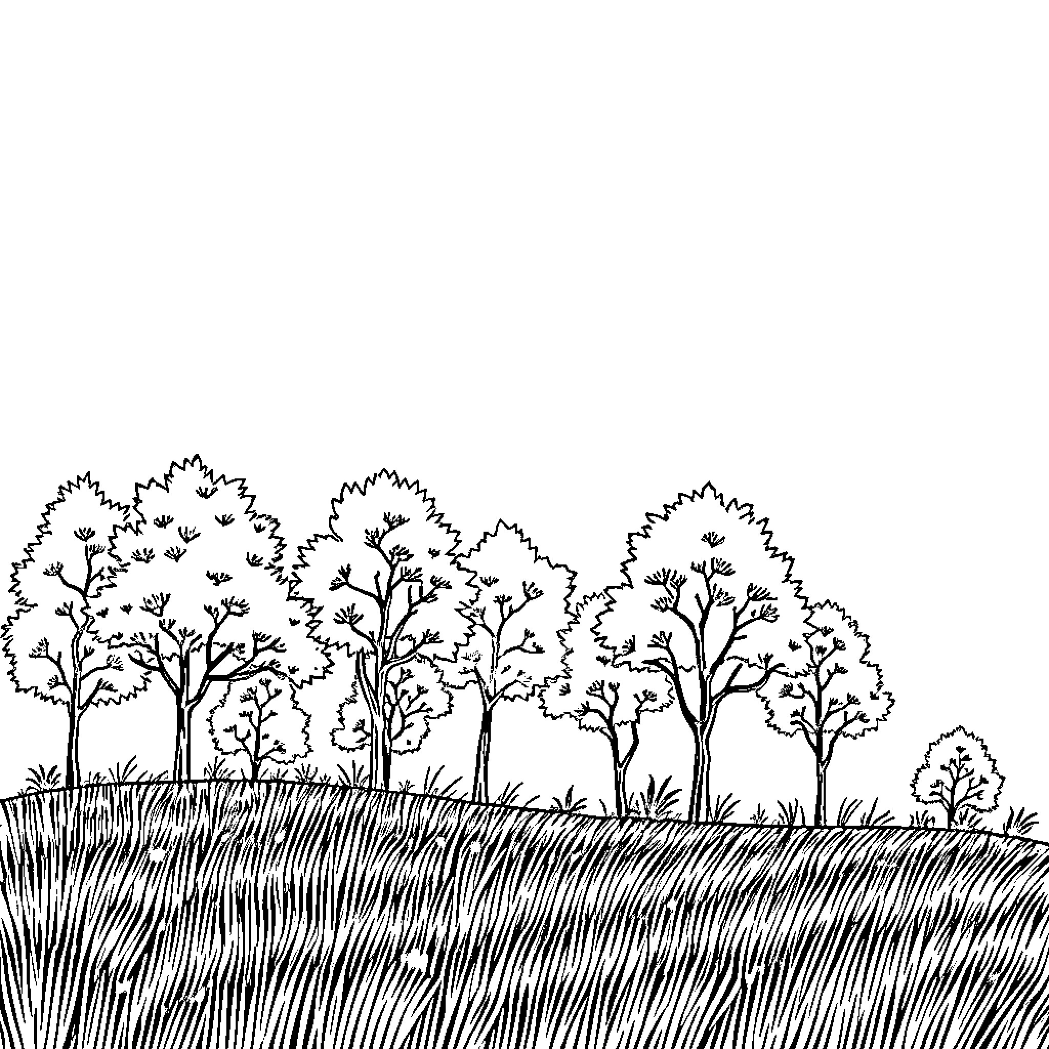 Tree-lined forest with grassy foreground Coloring Page (free black-and-white line drawing printable PDF for all, from beginners to advanced learners, including children, teens, adults, and seniors)