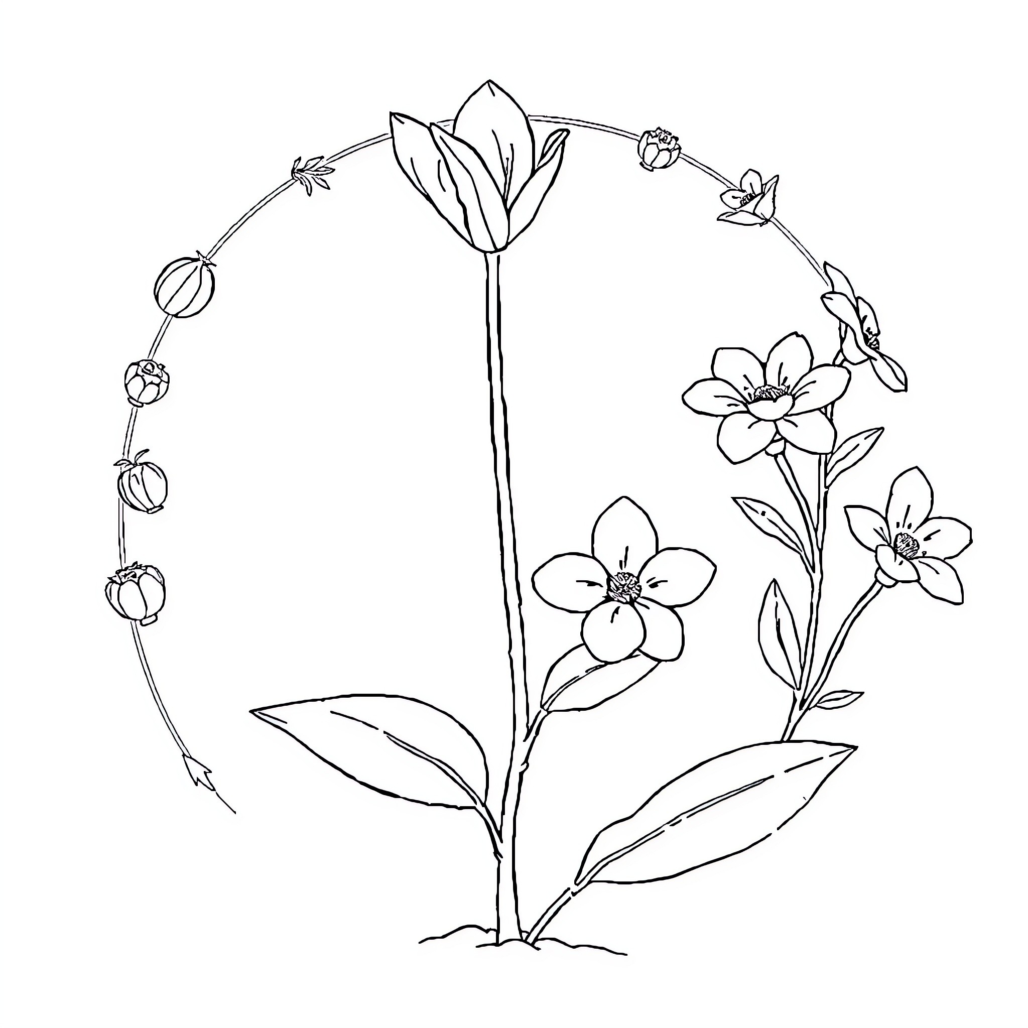 Life Cycle of Blooming Flowers Coloring Page (free black-and-white line drawing printable PDF for all, from beginners to advanced learners, including children, teens, adults, and seniors)