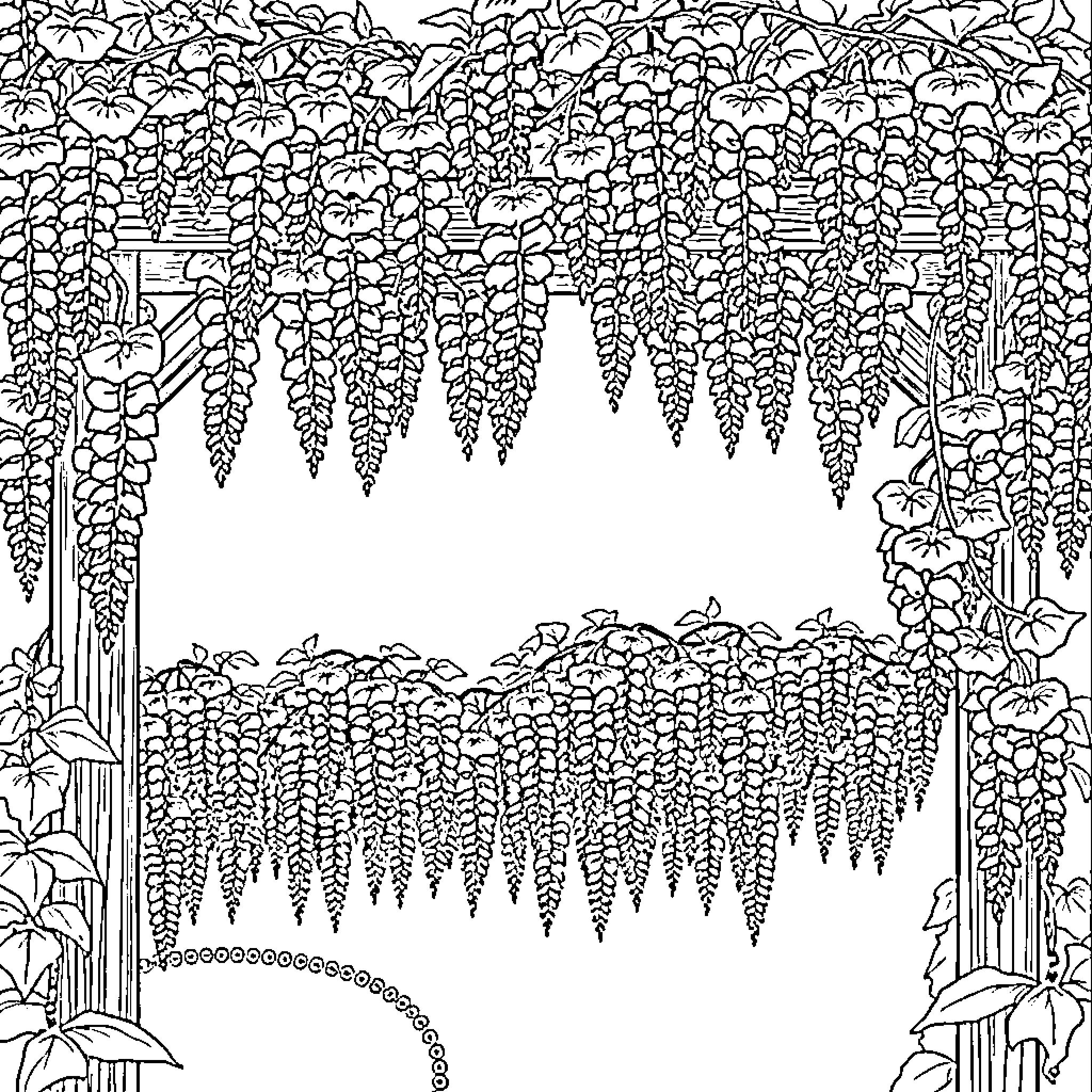 Wisteria blooming in a lush garden Coloring Page (free black-and-white line drawing printable PDF for all, from beginners to advanced learners, including children, teens, adults, and seniors)