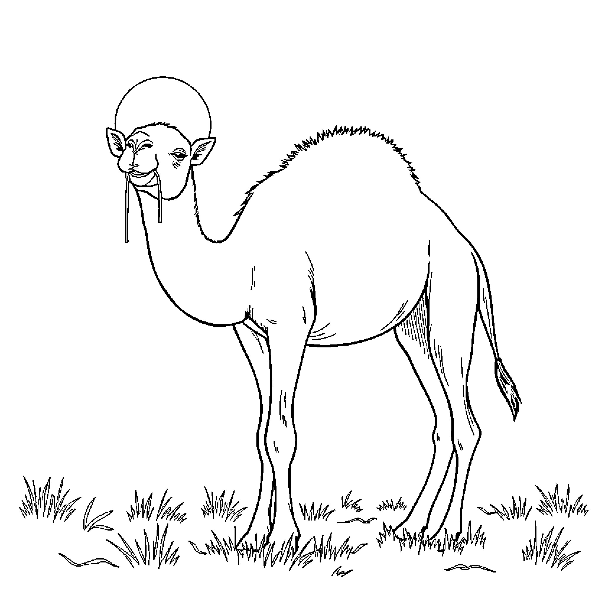 Chameau standing in grassy field Coloring Page (free black-and-white line drawing printable PDF for all, from beginners to advanced learners, including children, teens, adults, and seniors)