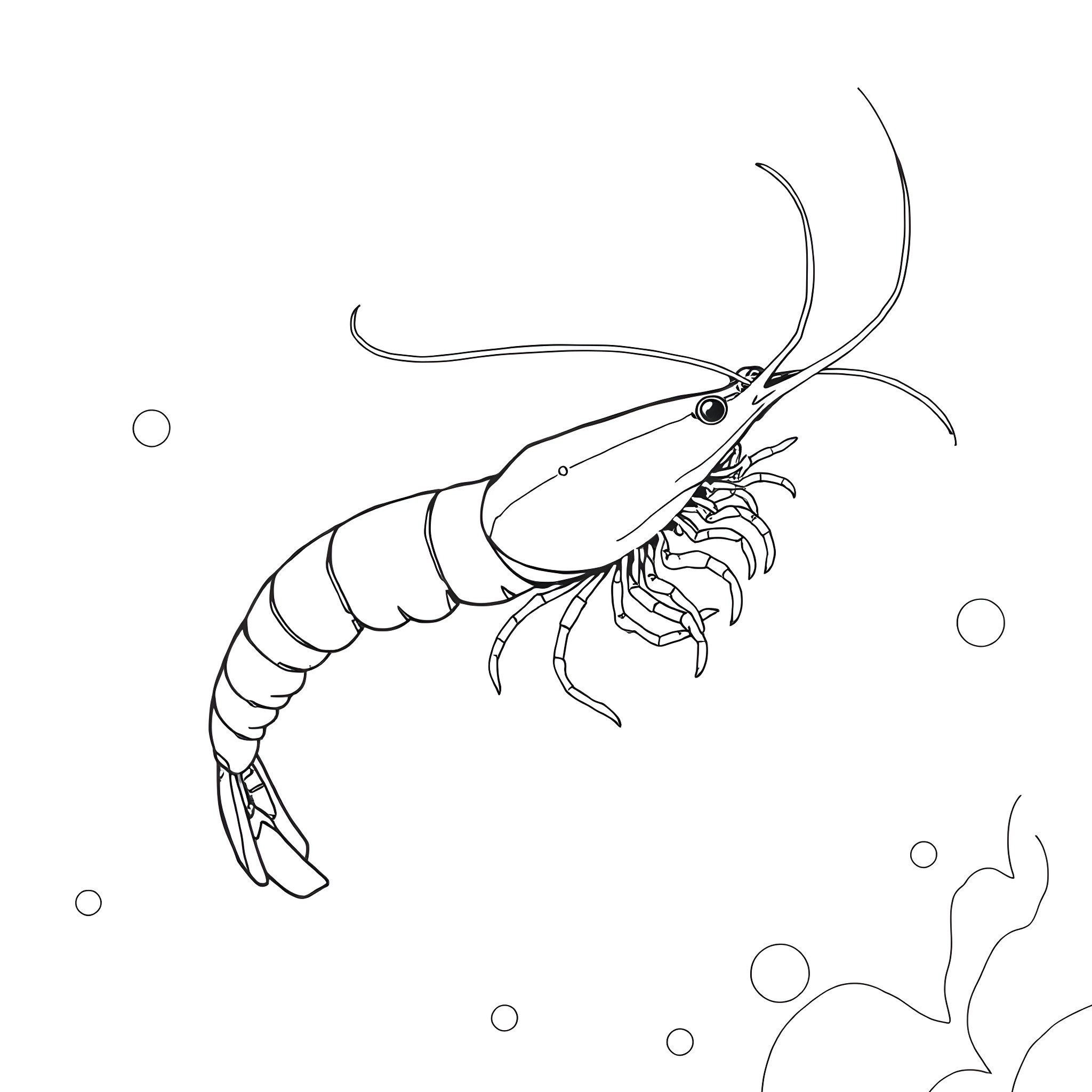 Shrimp swimming among bubbles Coloring Page (free black-and-white line drawing printable PDF for all, from beginners to advanced learners, including children, teens, adults, and seniors)