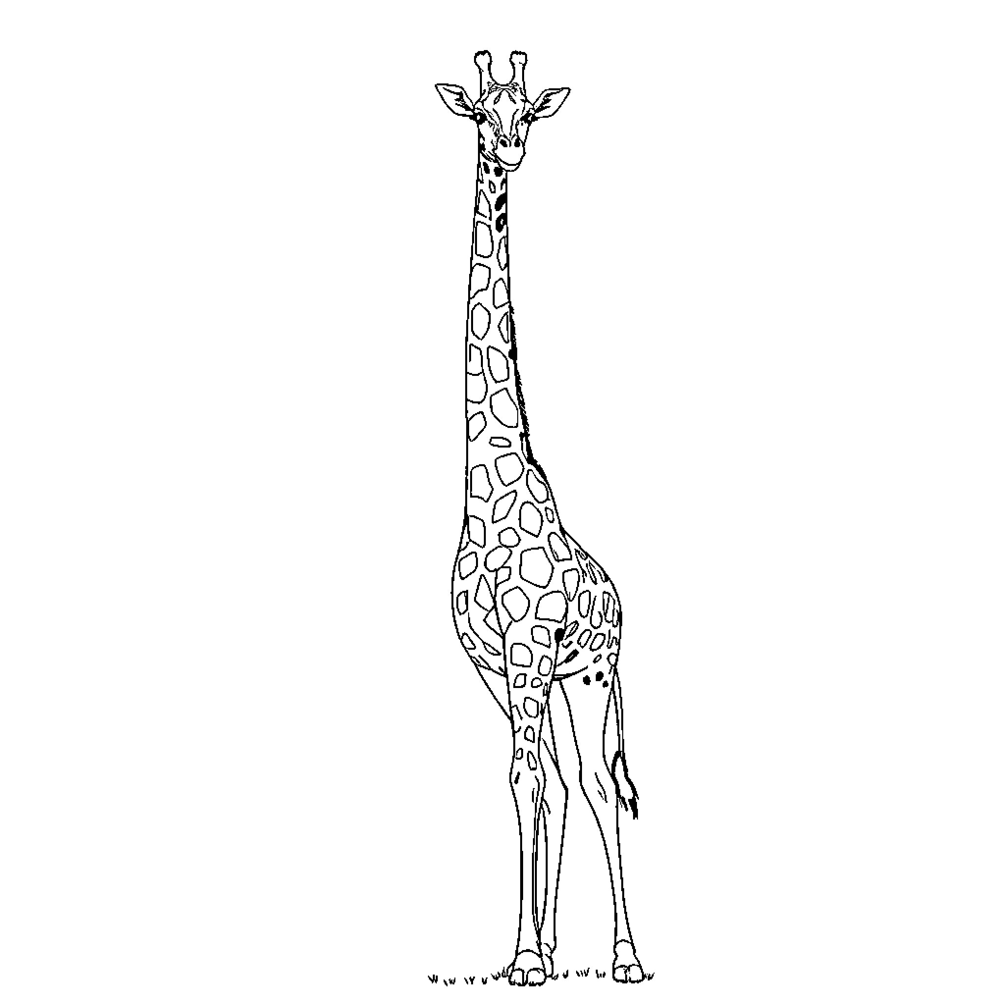 Giraffe standing tall in silhouette Coloring Page (free black-and-white line drawing printable PDF for all, from beginners to advanced learners, including children, teens, adults, and seniors)