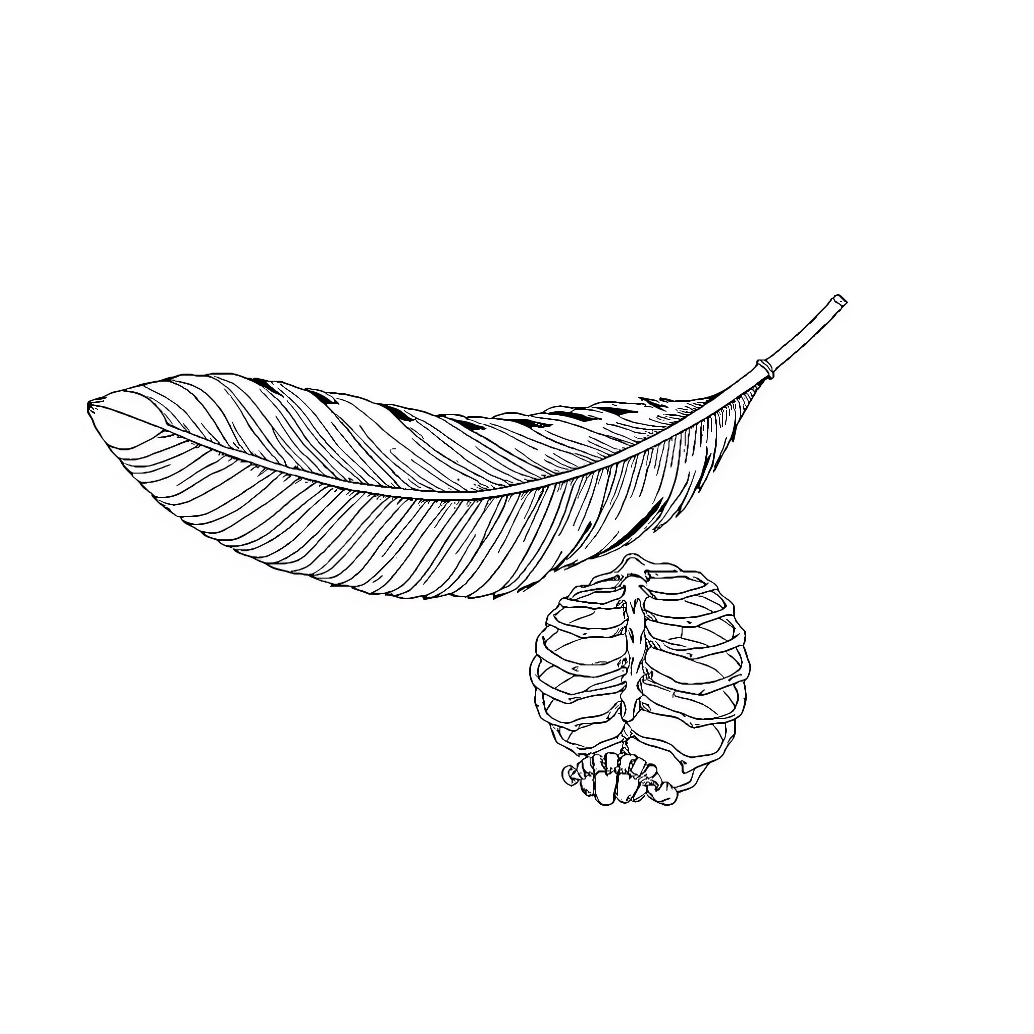 Feather and delicate seed pod Coloring Page (free black-and-white line drawing printable PDF for all, from beginners to advanced learners, including children, teens, adults, and seniors)